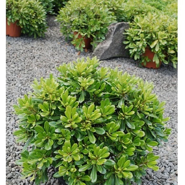 Pittosporum tobira ‘nana’