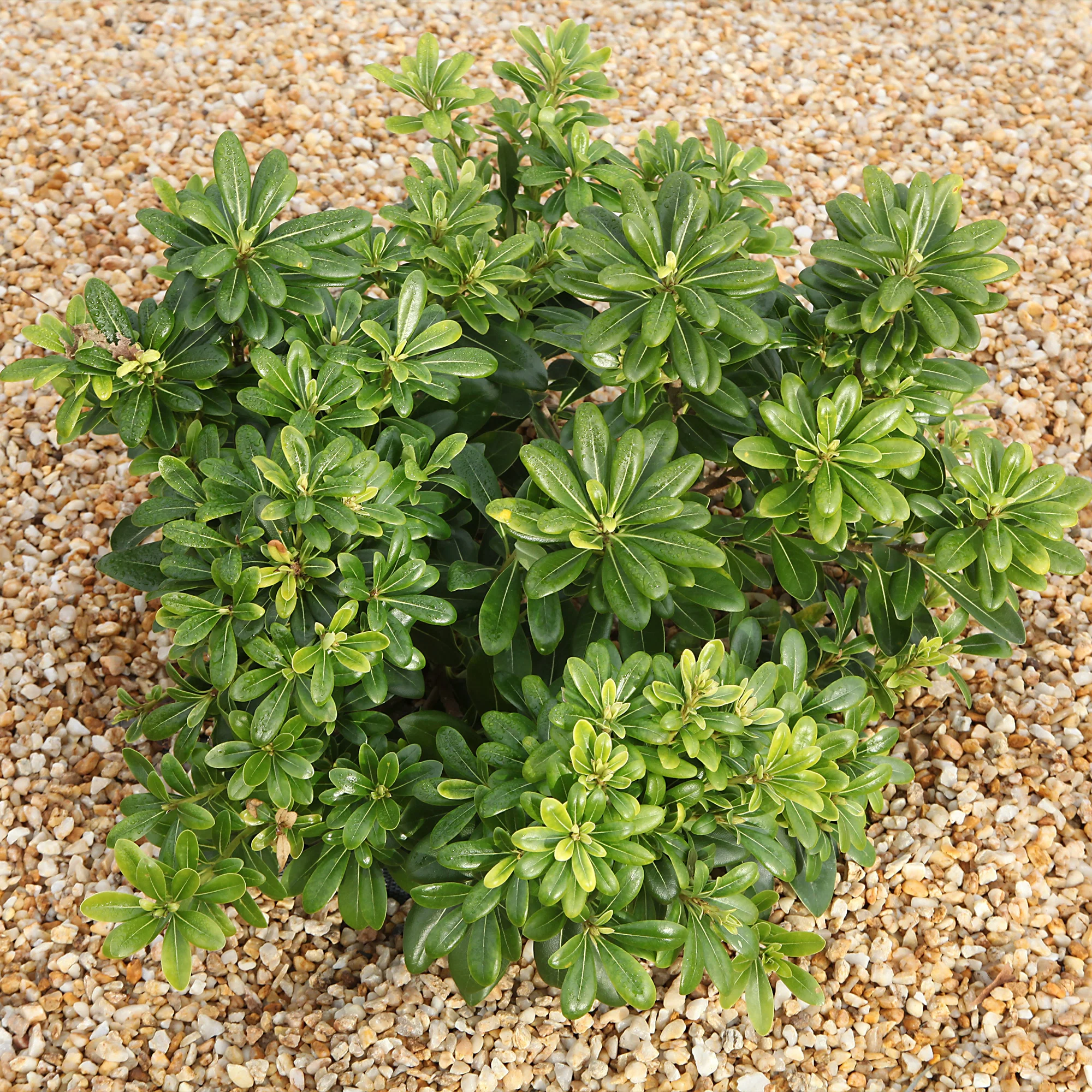 Pittosporum tobira ‘nana’ - Image 2