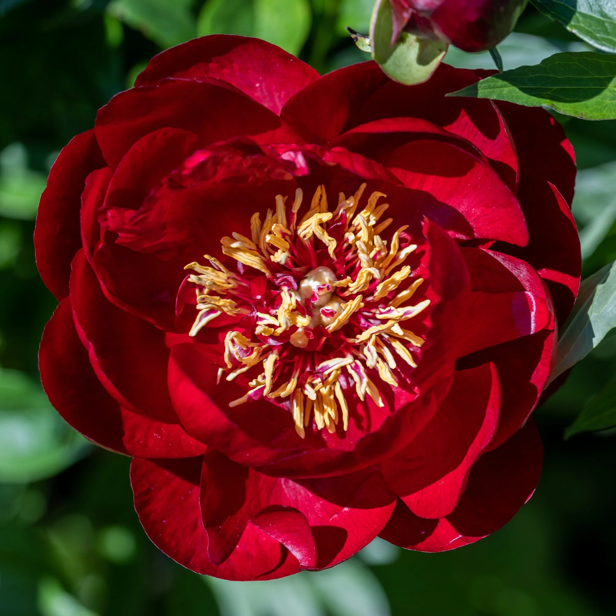 Pivoine Bella