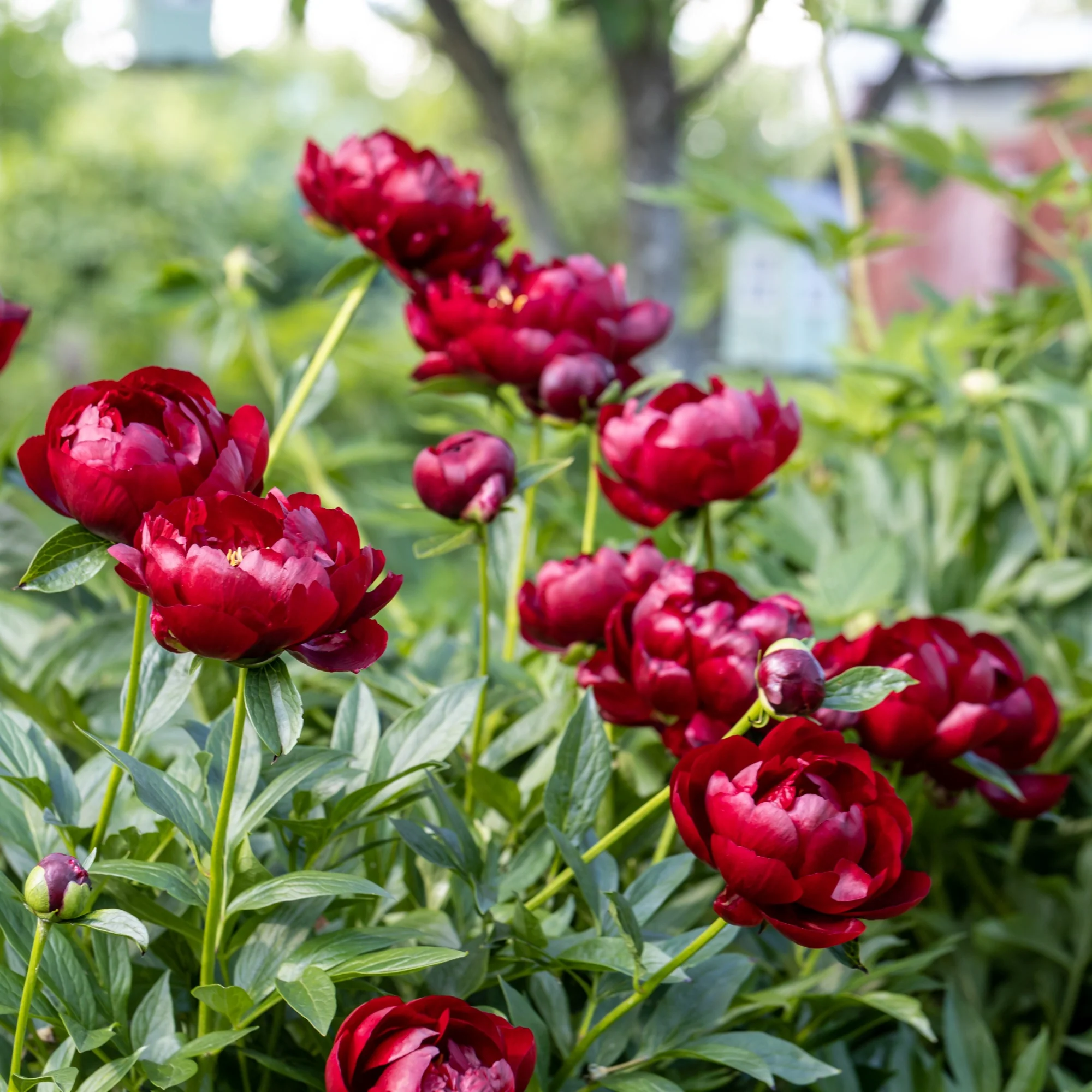 Pivoine Bella - Image 2