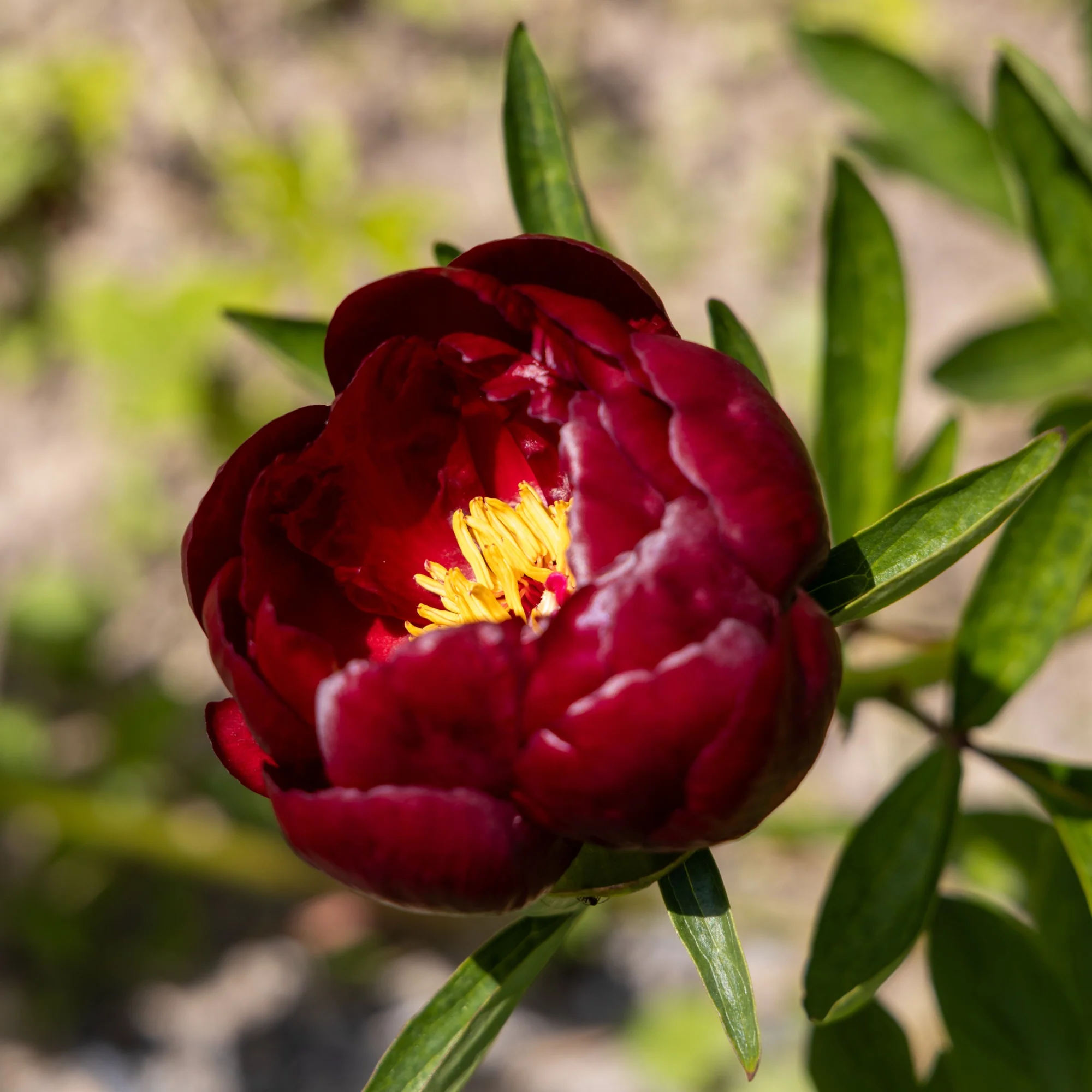 Pivoine Bella - Image 3