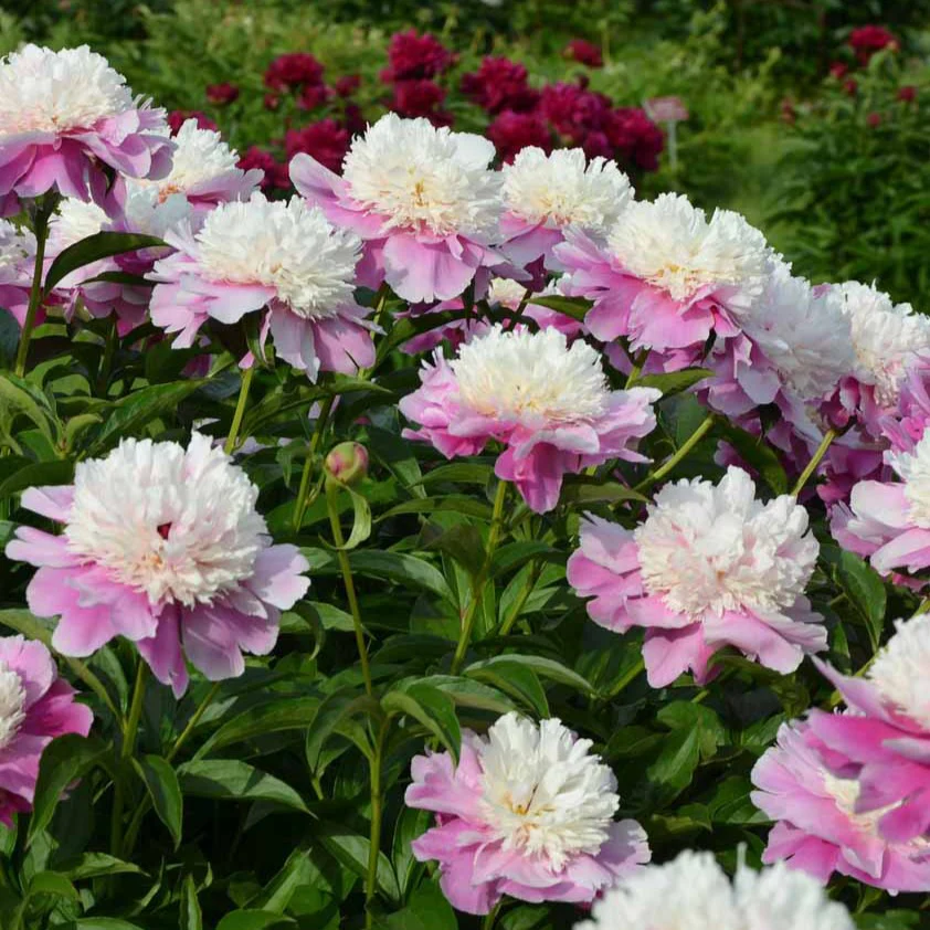 Pivoine Bowl of Beauty