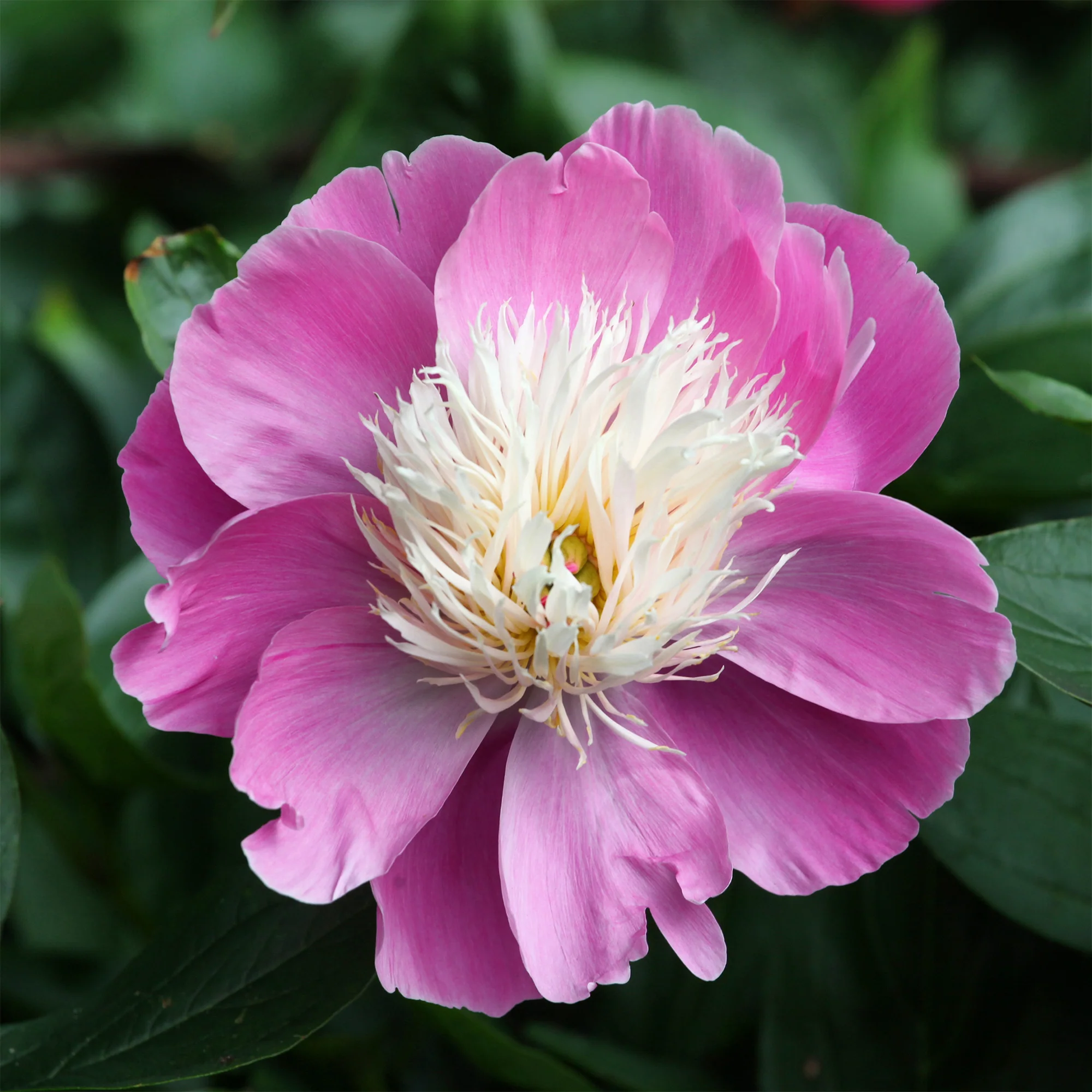 Pivoine Bowl of Beauty - Image 2