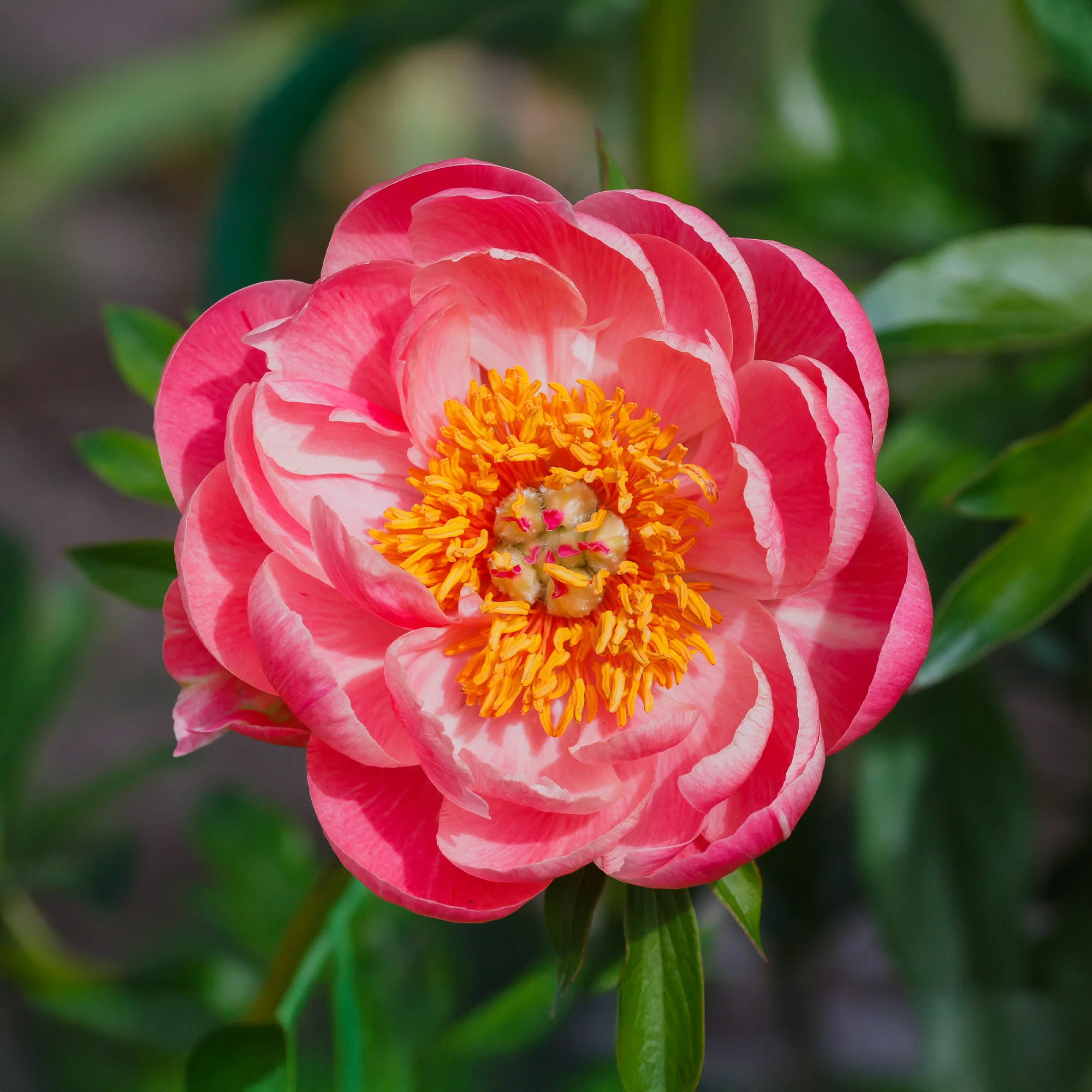 Pivoine 'Coral Sunset'