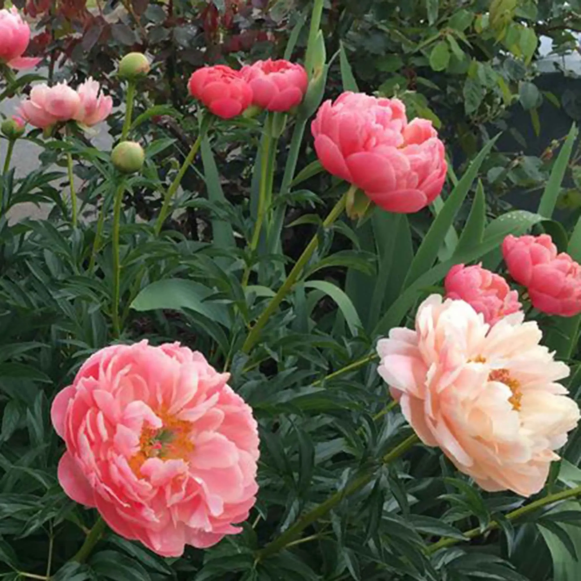 Pivoine 'Coral Sunset' - Image 2