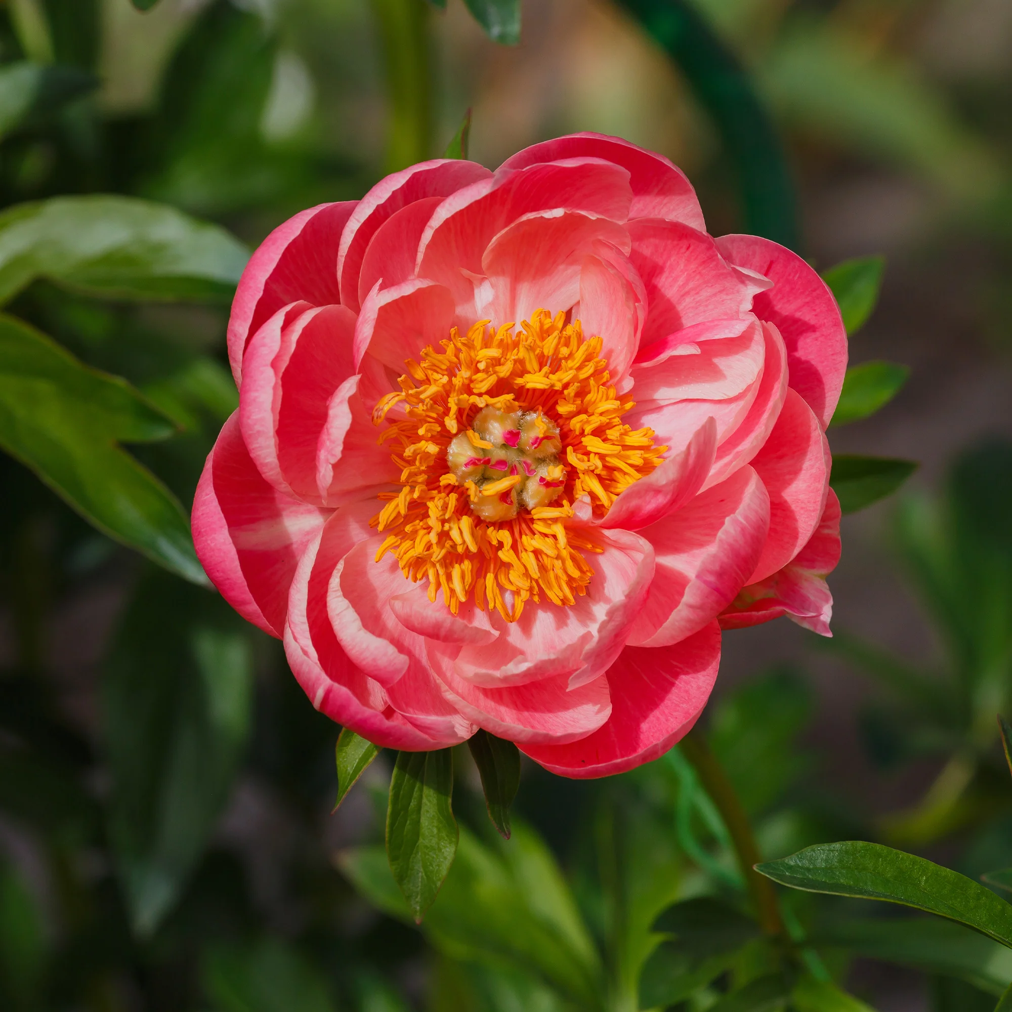 Pivoine 'Coral Sunset' - Image 3