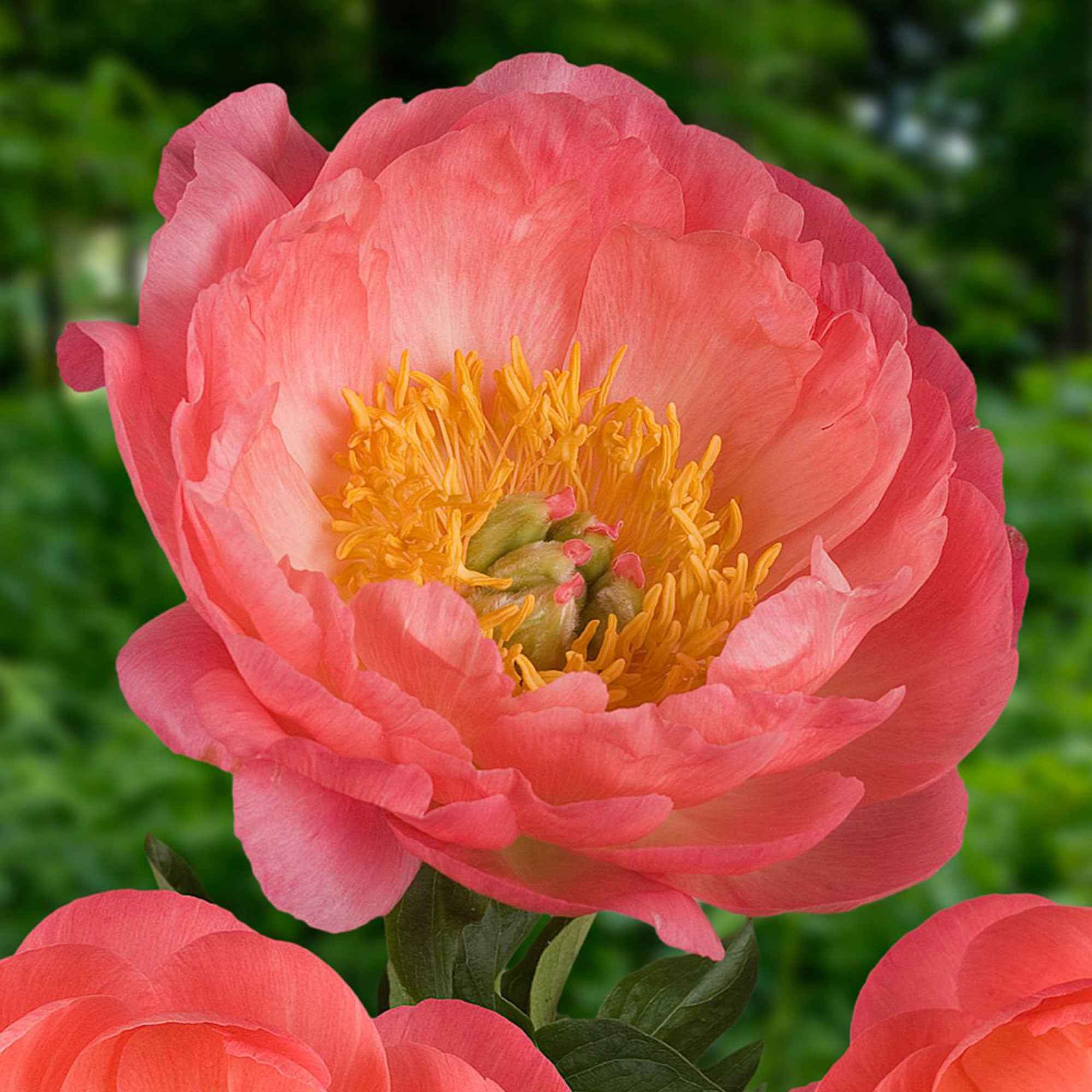 Pivoine 'Coral Sunset' - Image 4