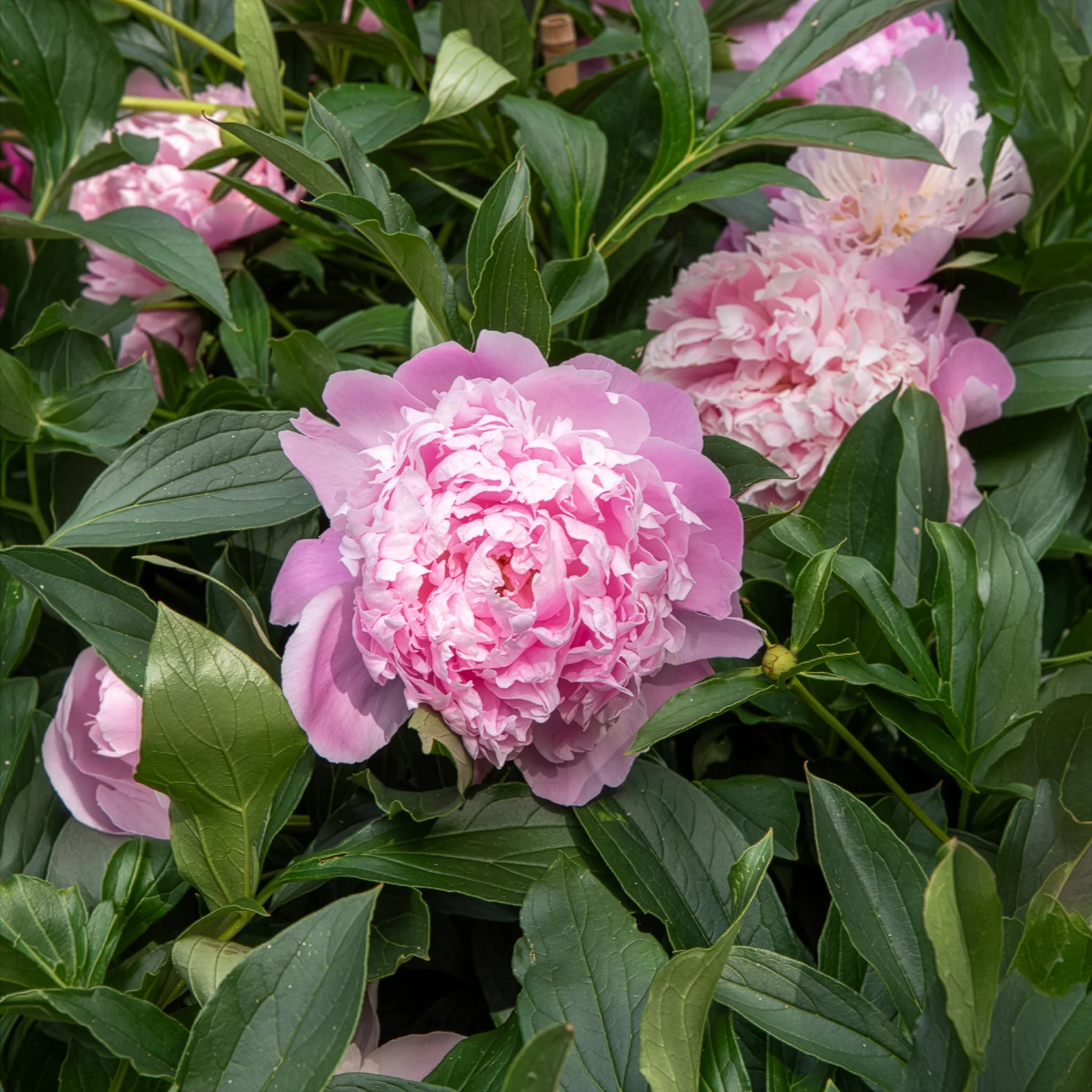 Pivoine de Chine Monsieur Jules Elie