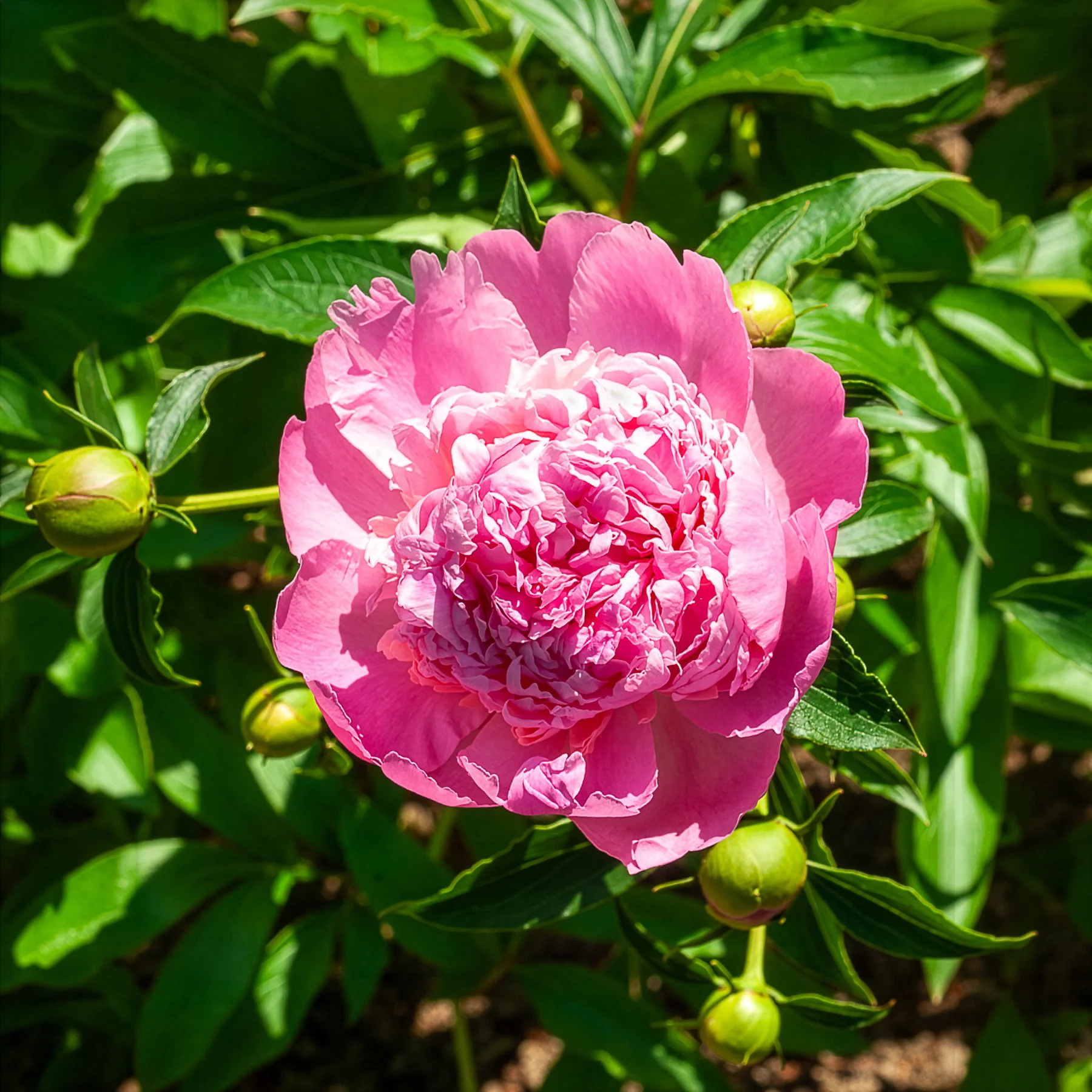 Pivoine de Chine Monsieur Jules Elie - Image 2