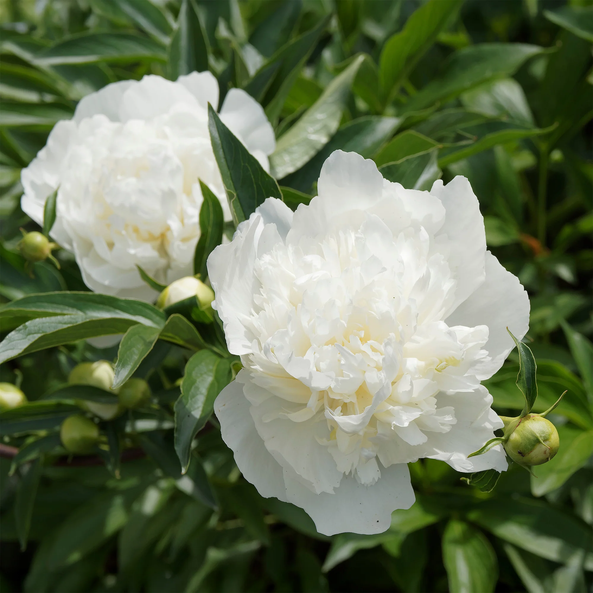 Pivoine 'Duchesse de Nemours'