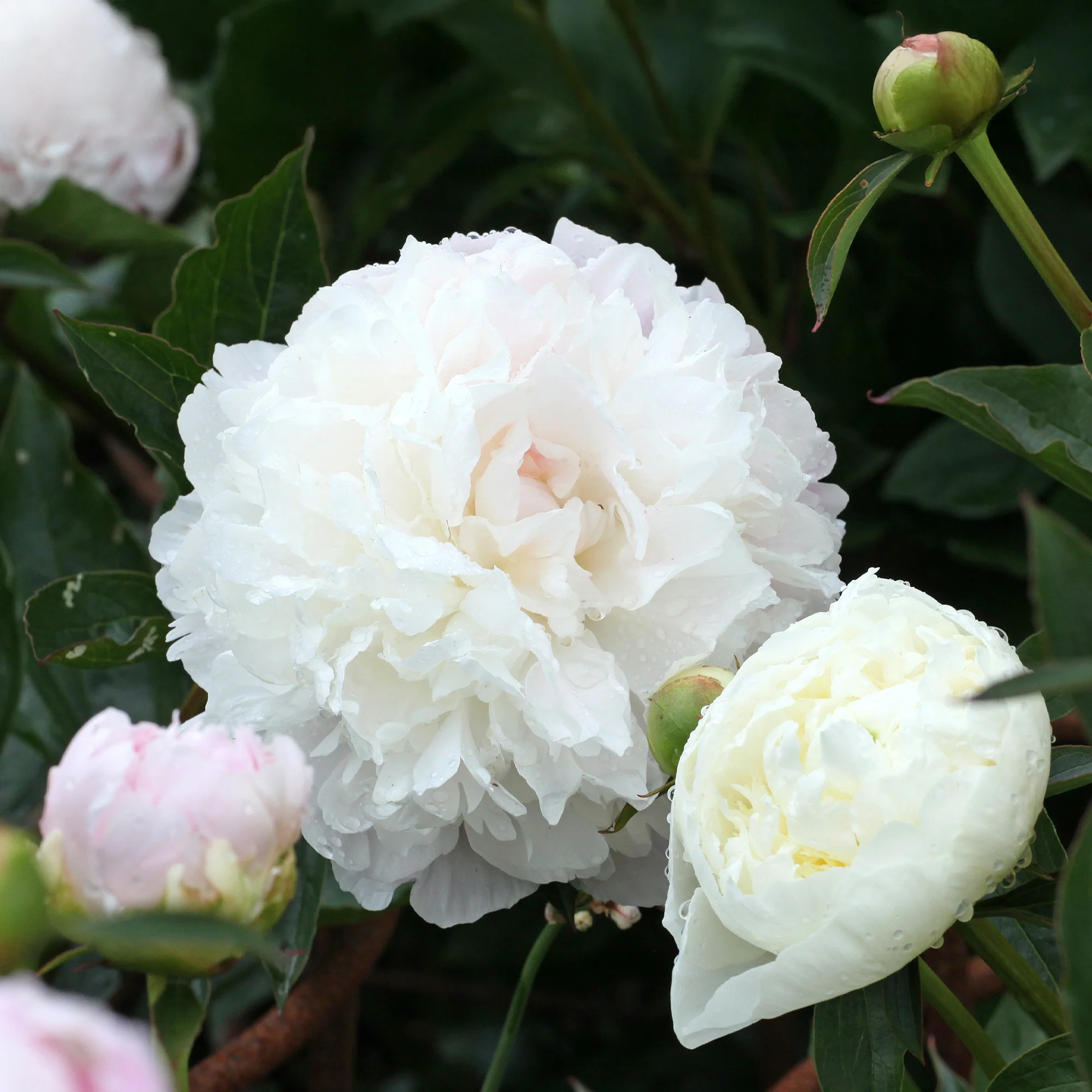 Pivoine 'Duchesse de Nemours' - Image 2