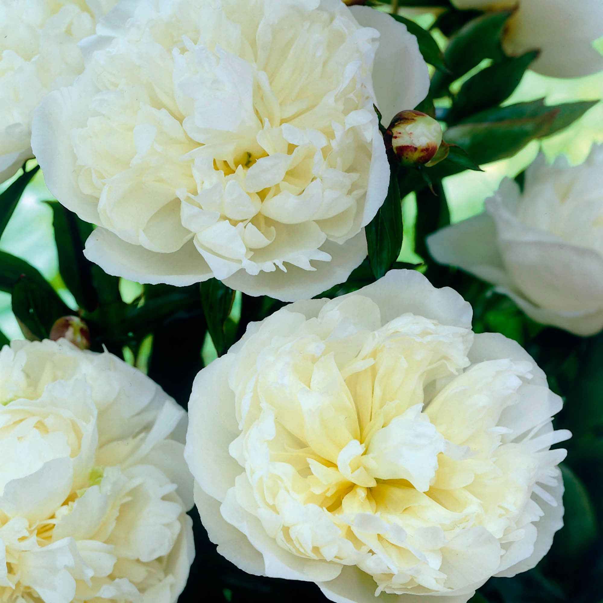 Pivoine 'Duchesse de Nemours' - Image 3