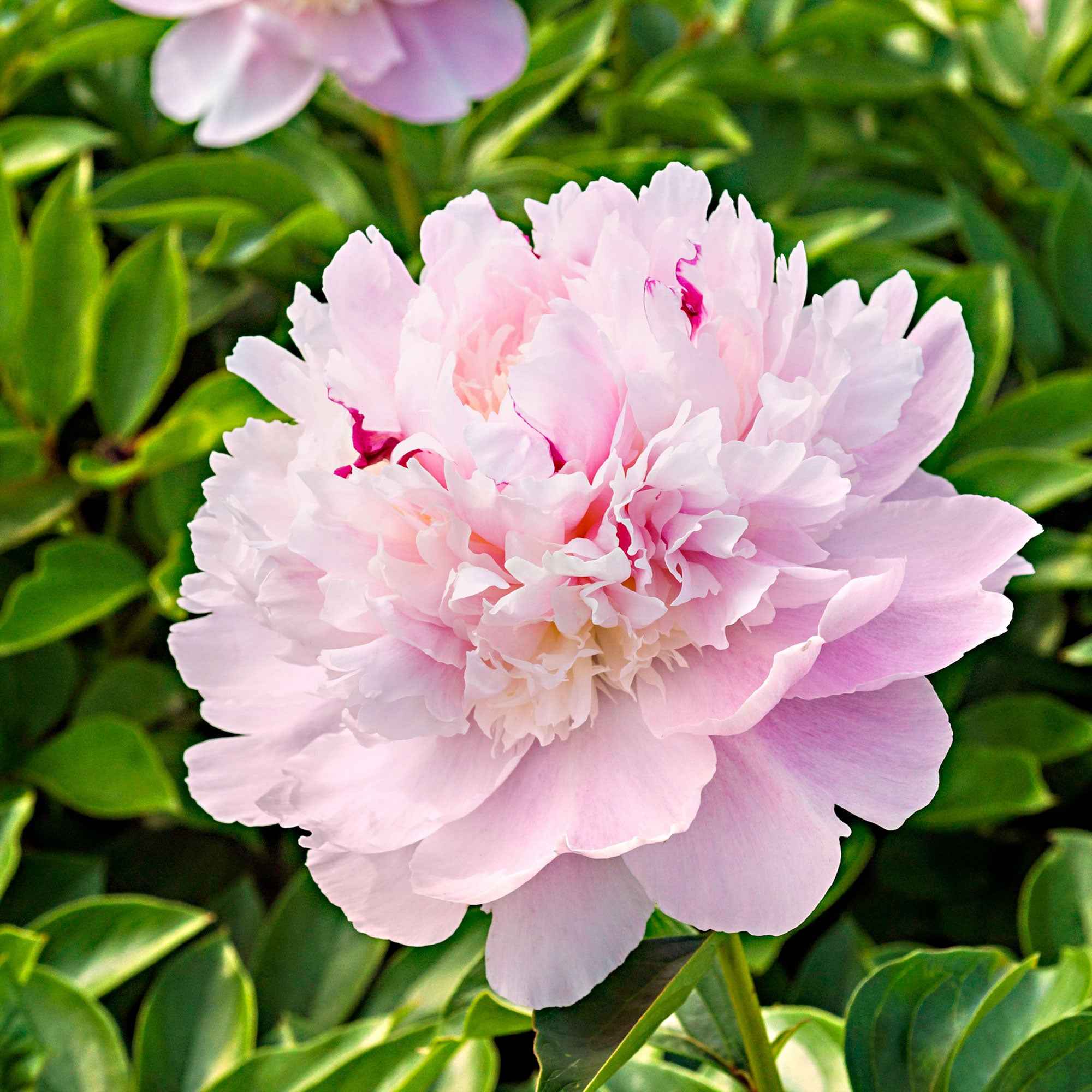 Pivoine 'Eden's Perfume'