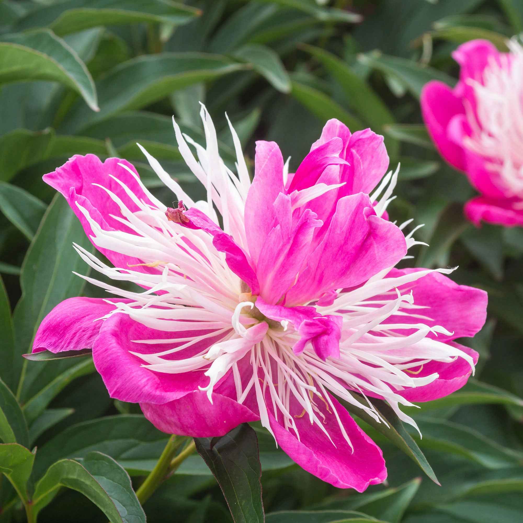 Pivoine 'Fantastic'