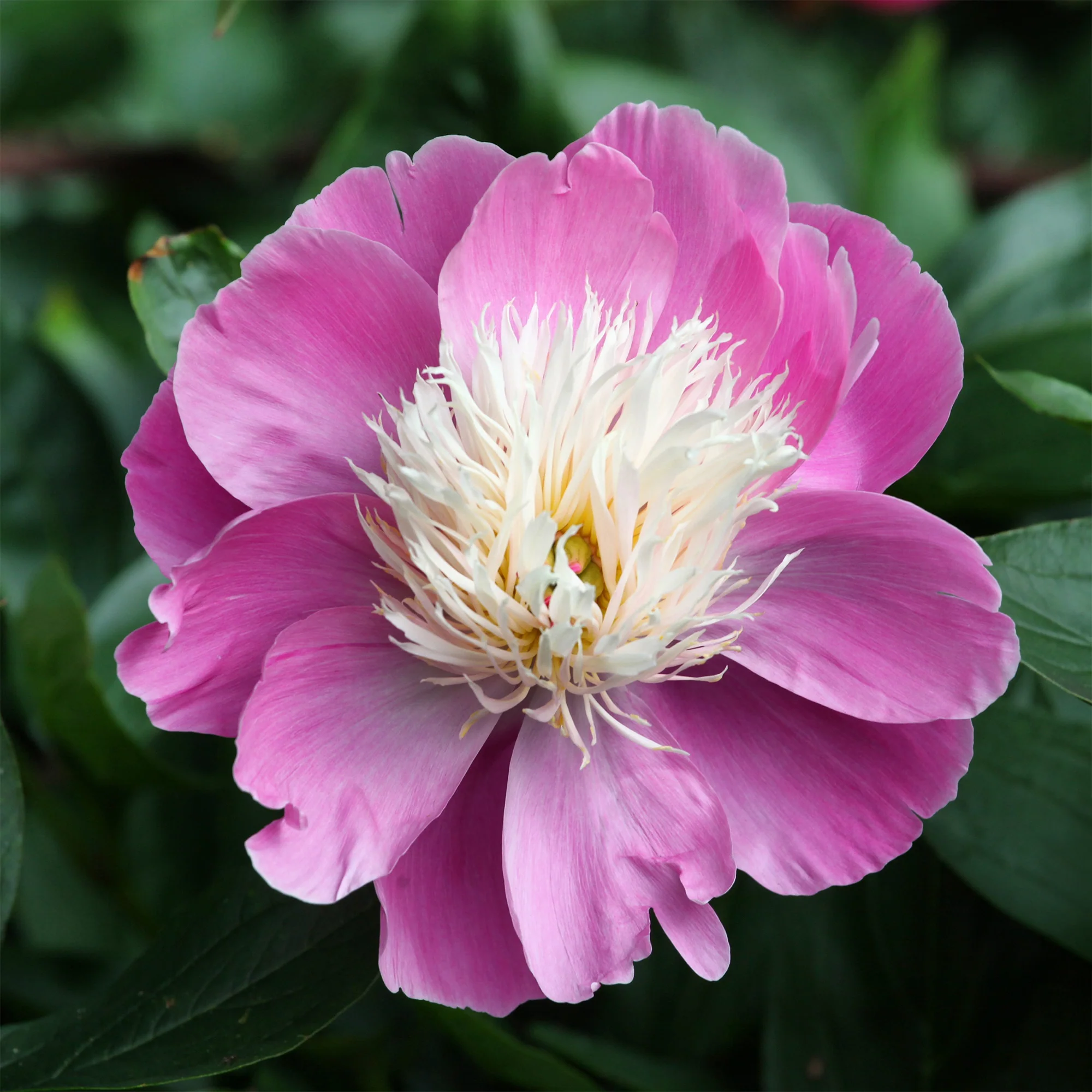 Pivoine 'Fantastic' - Image 2
