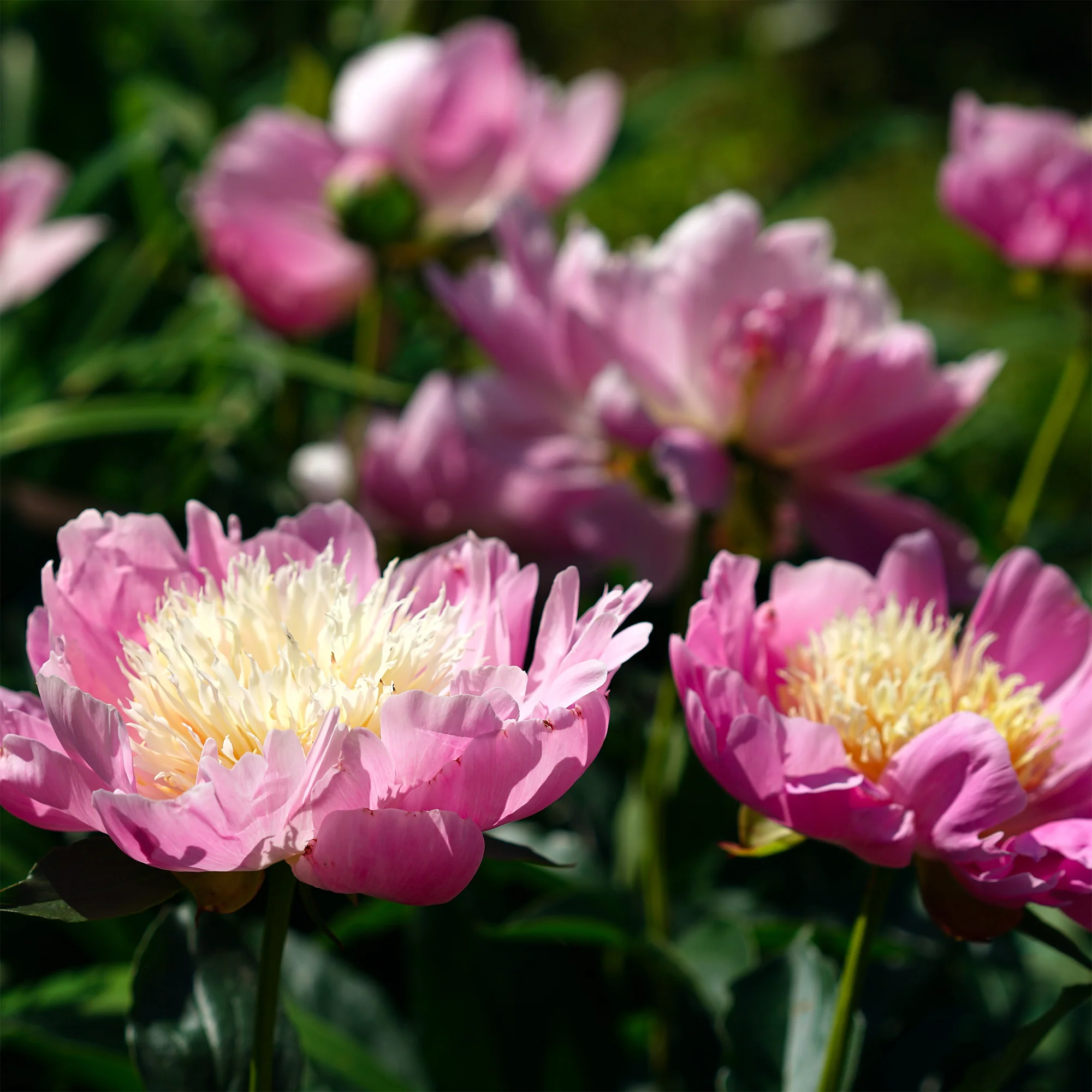Pivoine 'Fantastic' - Image 3