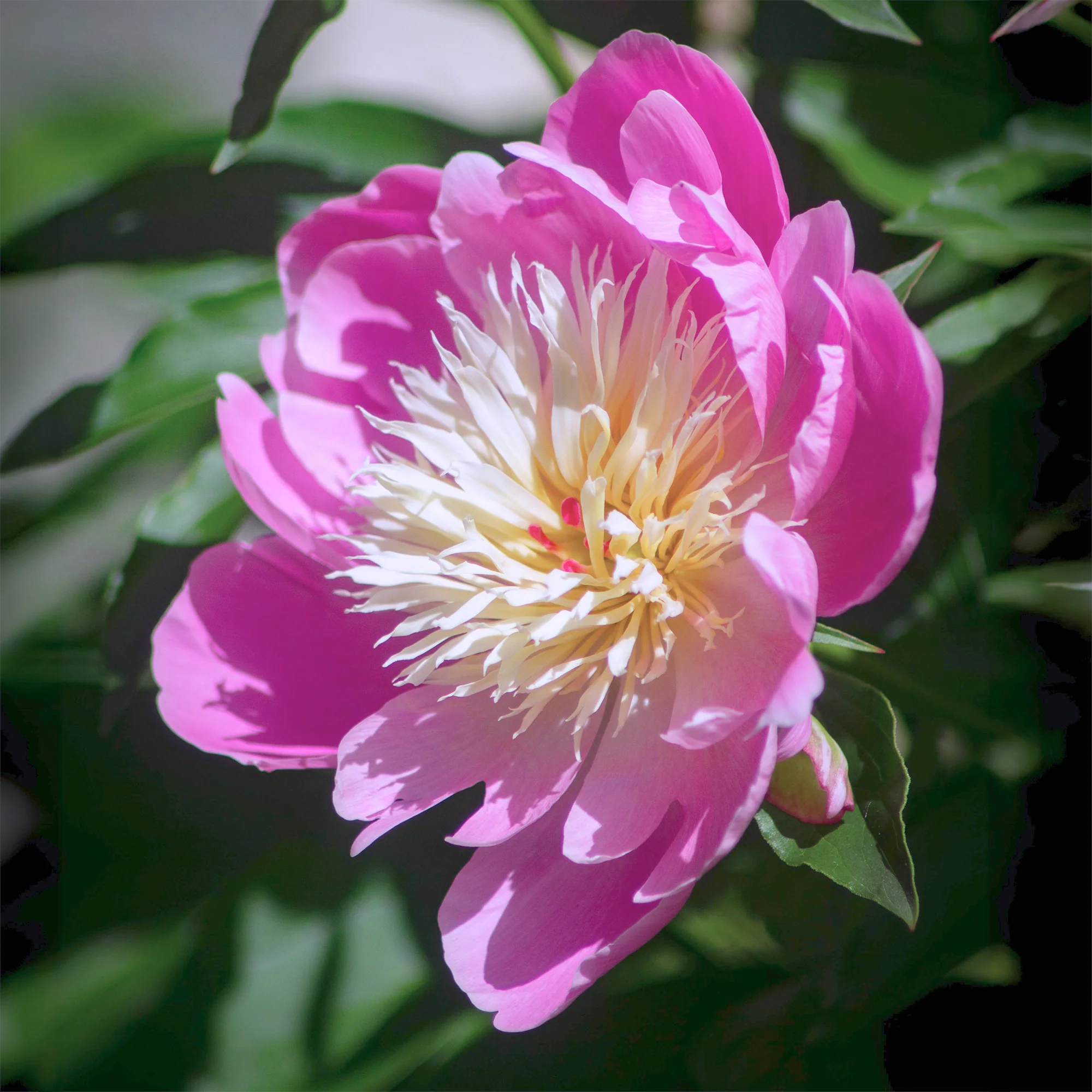 Pivoine 'Fantastic' - Image 4
