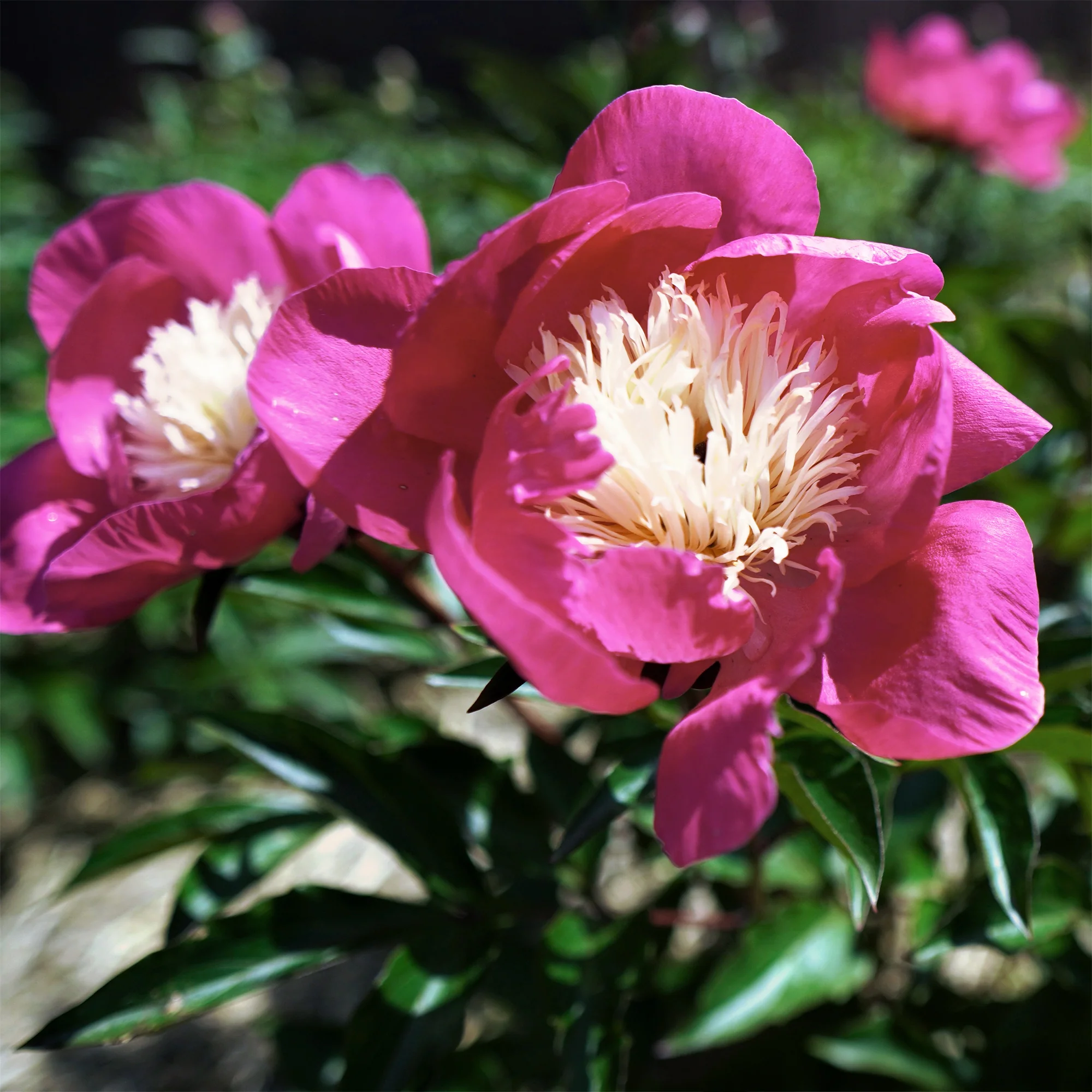 Pivoine 'Fantastic' - Image 5
