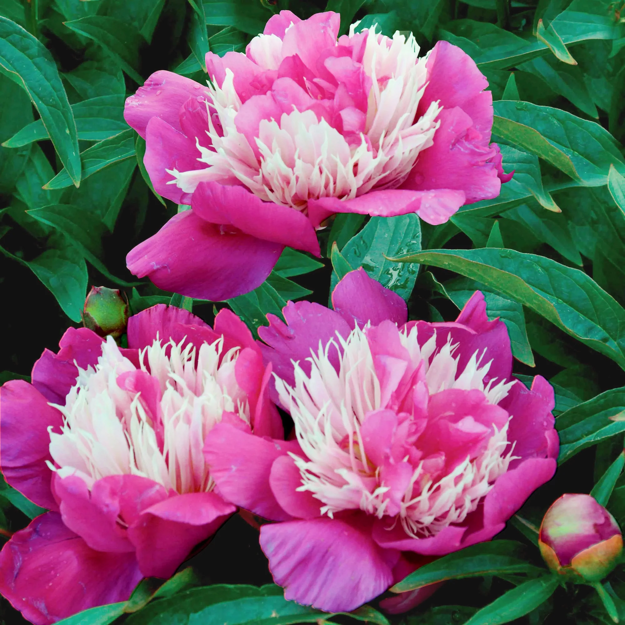 Pivoine 'Fantastic' - Image 6
