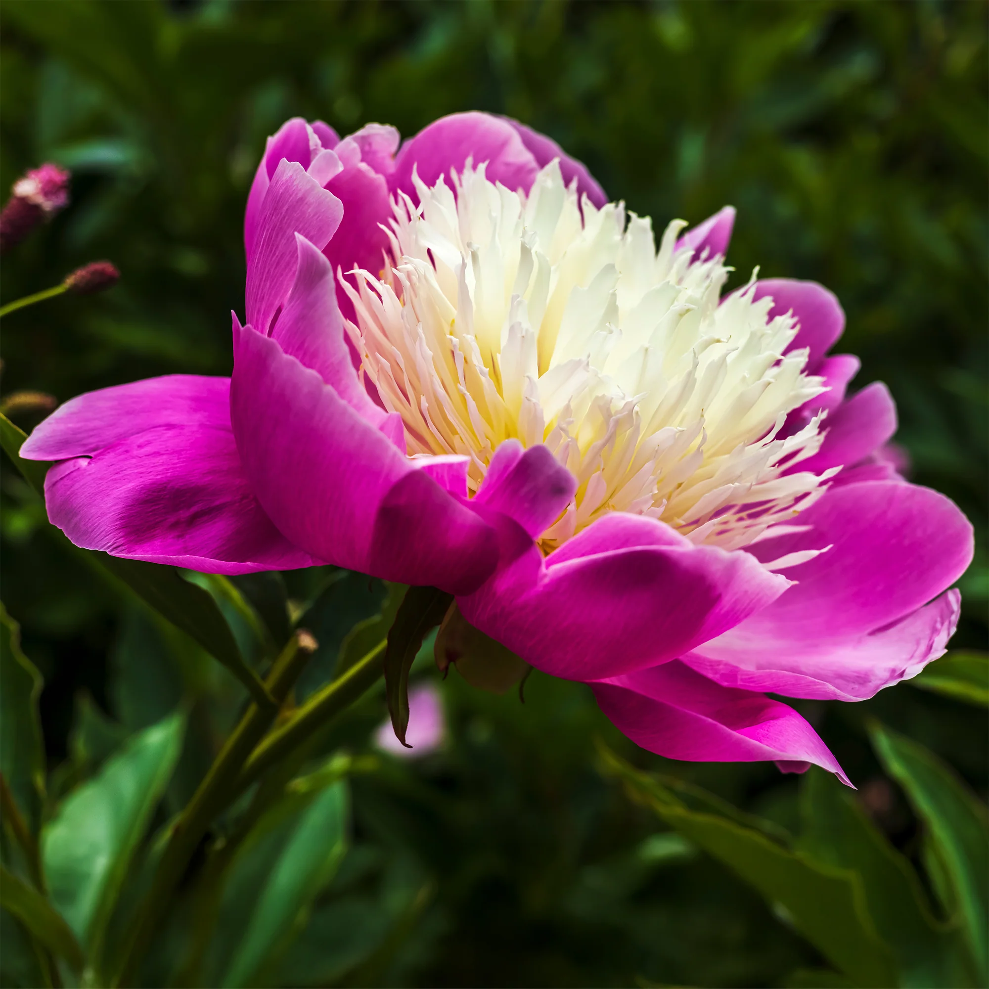 Pivoine 'Fantastic' - Image 7