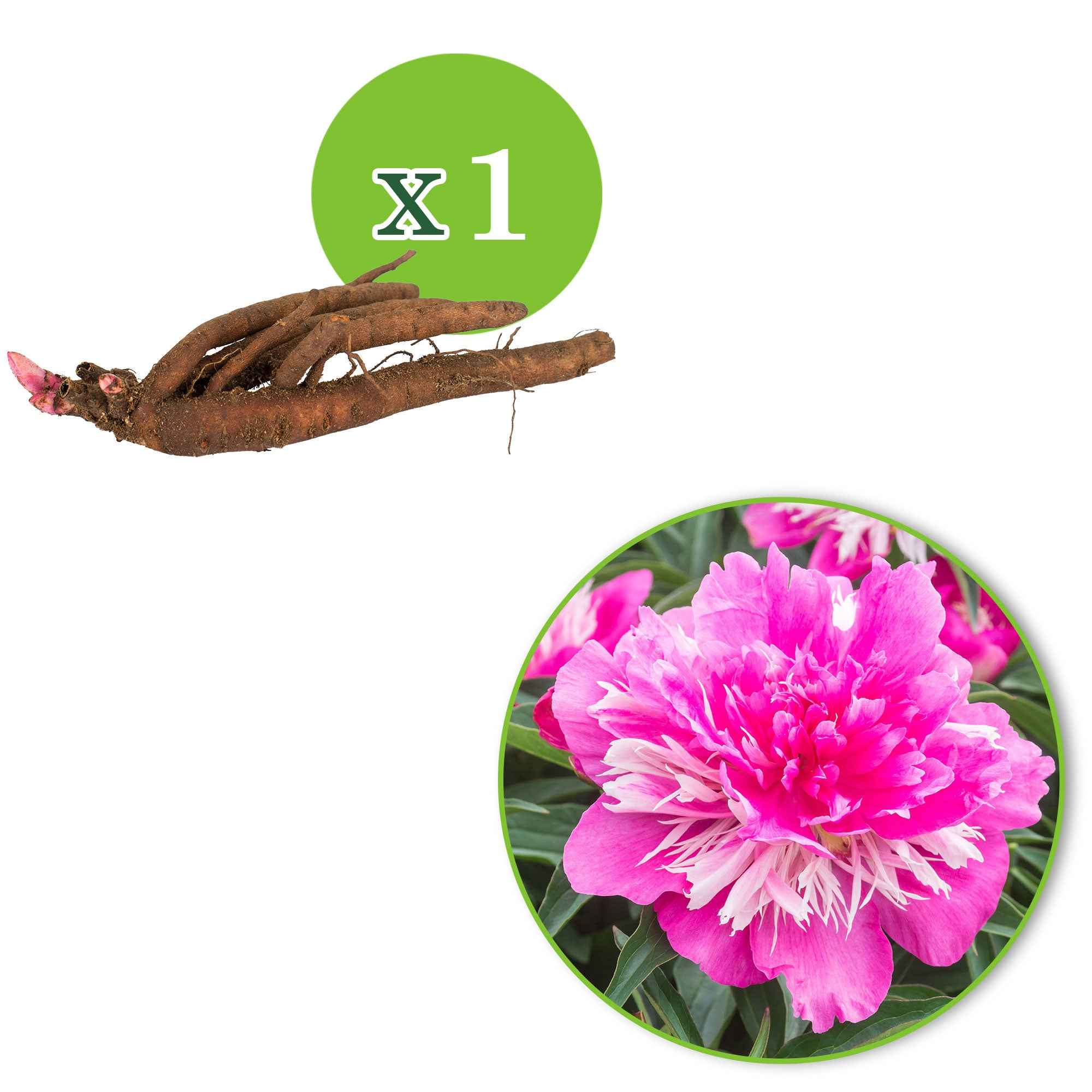 Pivoine 'Fantastic' - Image 9