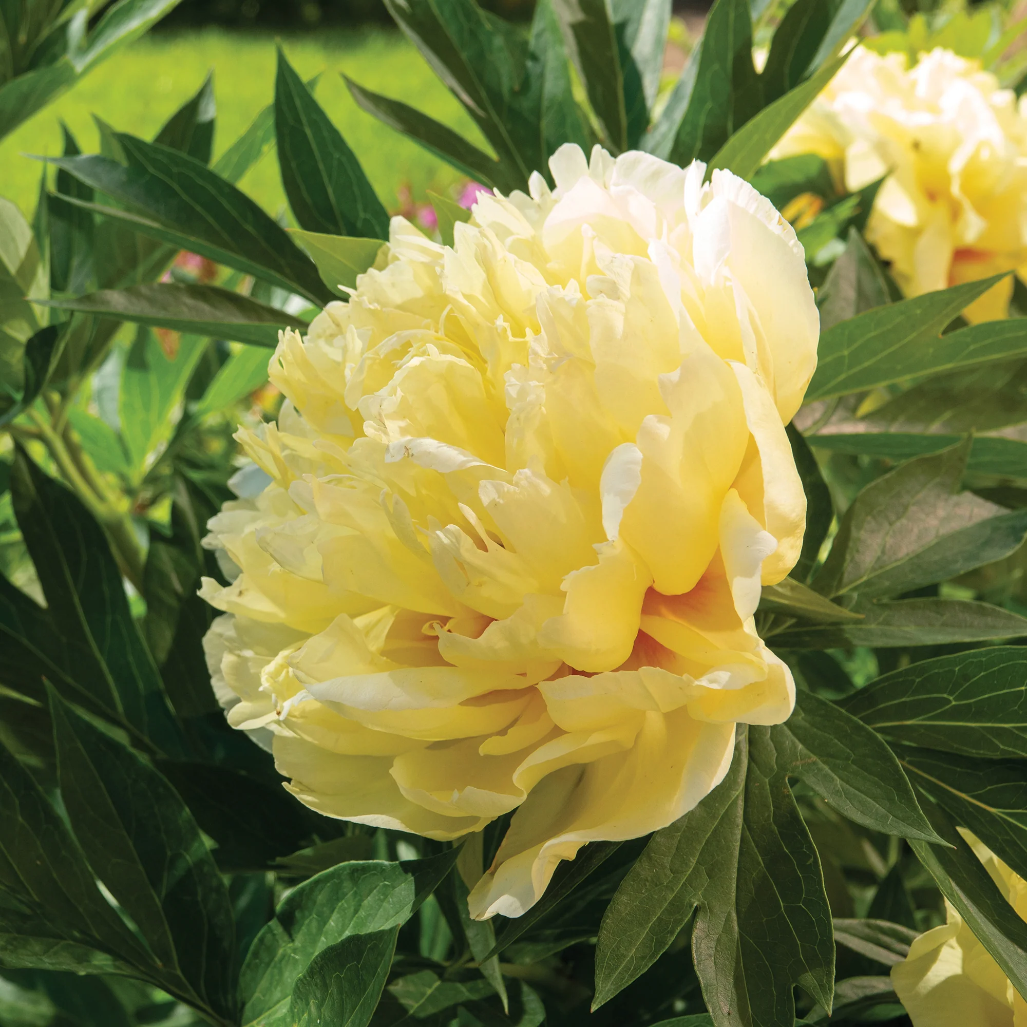 Pivoine Itoh Bartzella - Image 2