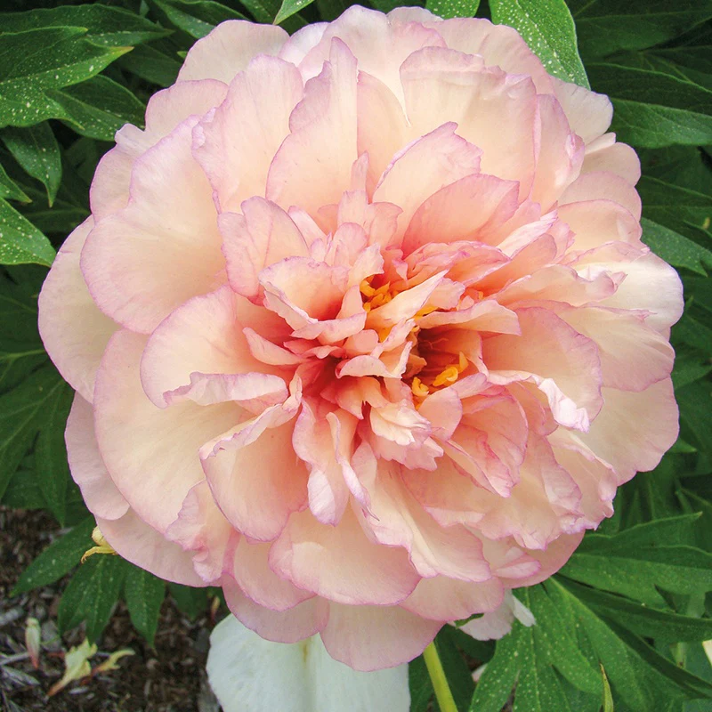 Pivoine Itoh Scrumdiddlyumptious