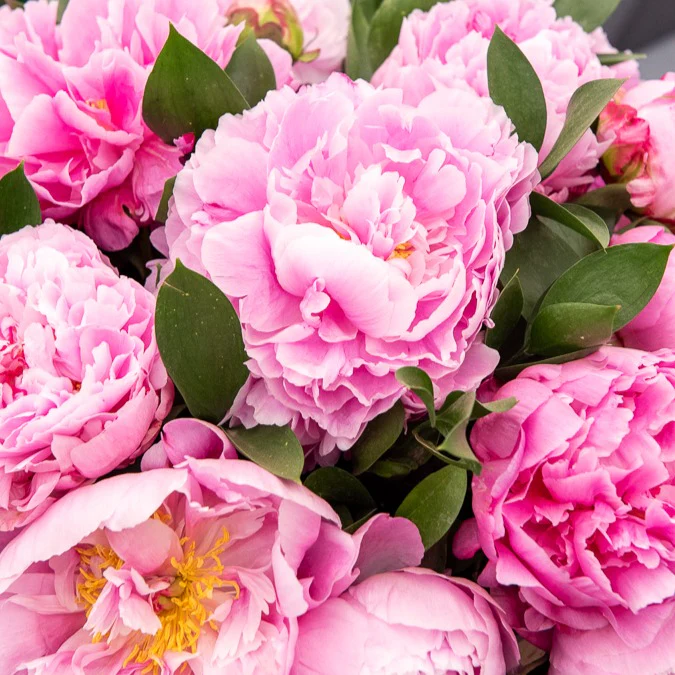 Pivoine Jacorma - Image 2