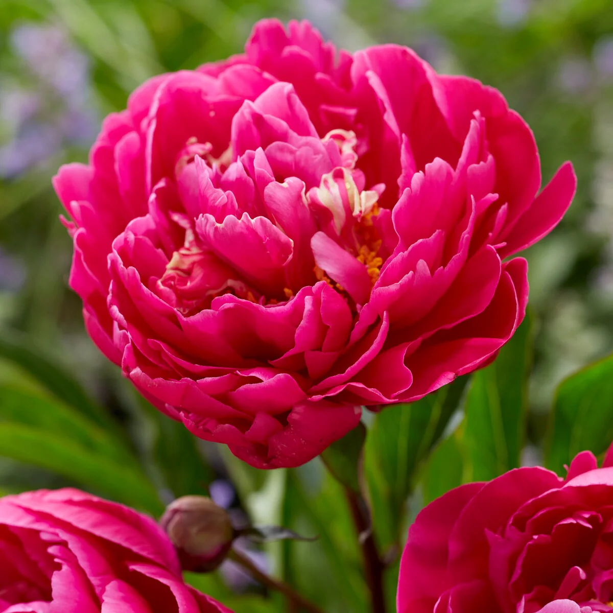 Pivoine 'Karl Rosenfield' - Image 2