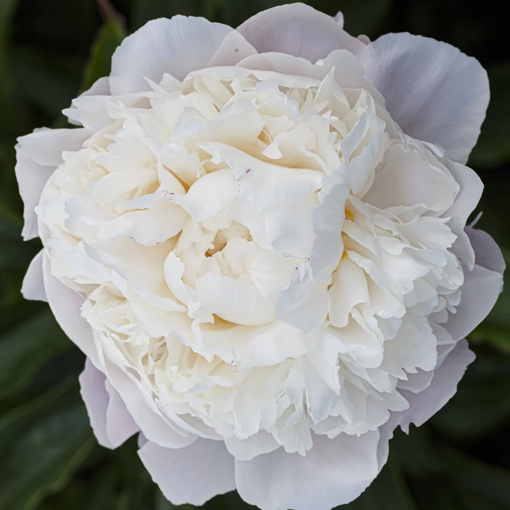 Pivoine lactiflora Fleur de Pêcher
