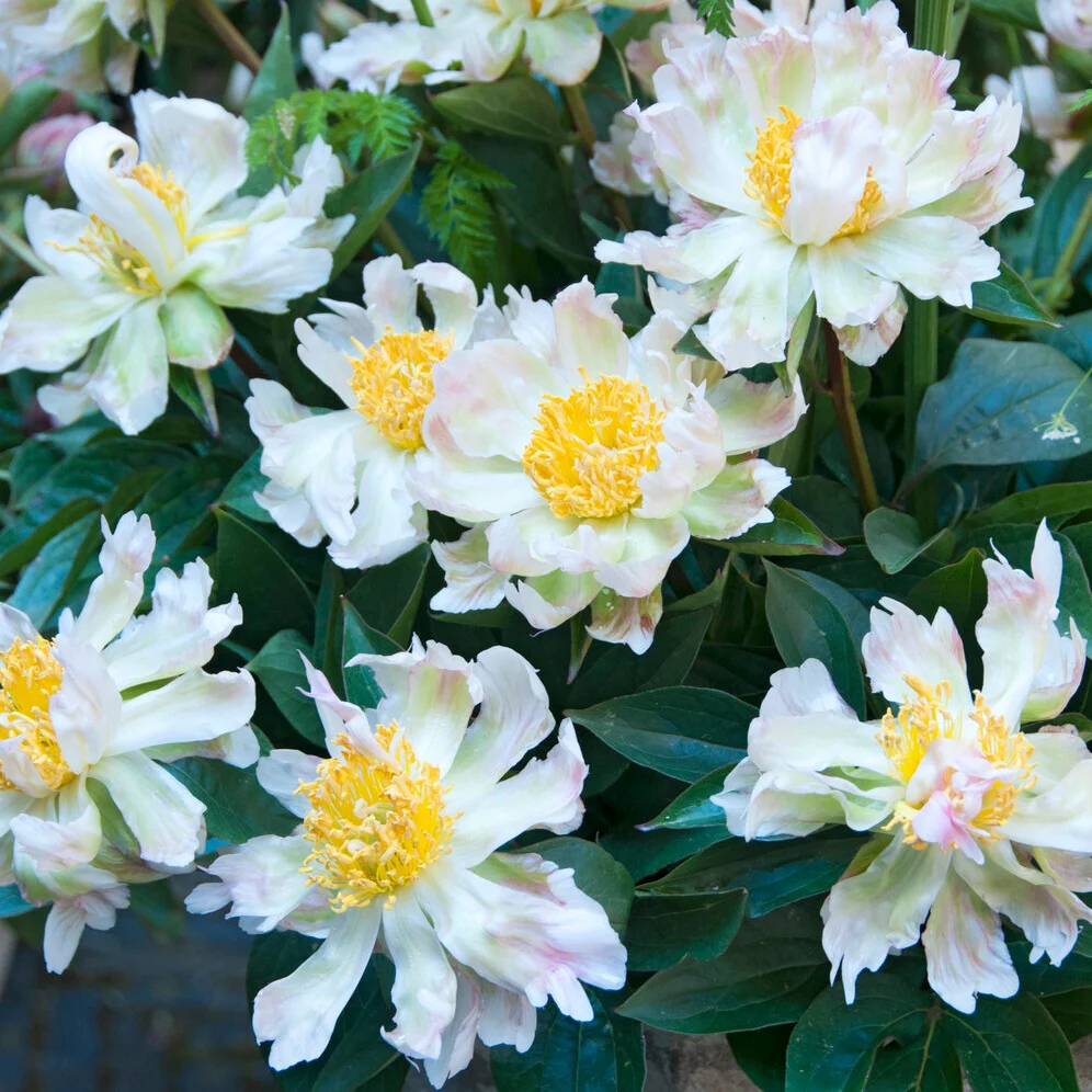 Pivoine Green Lotus