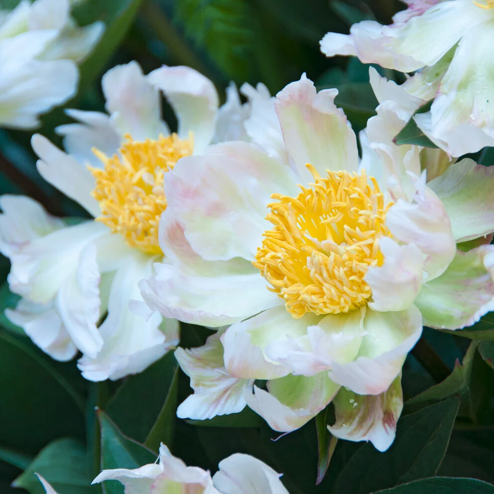 Pivoine Green Lotus - Image 2