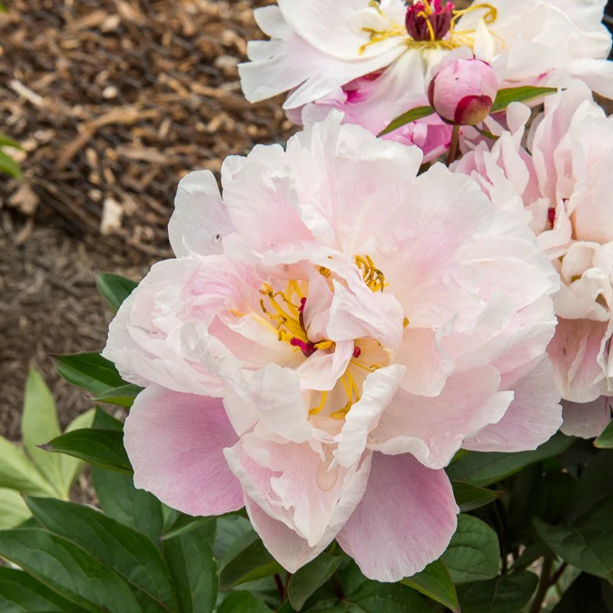 Pivoine Lady Alexandra Duff - Image 2