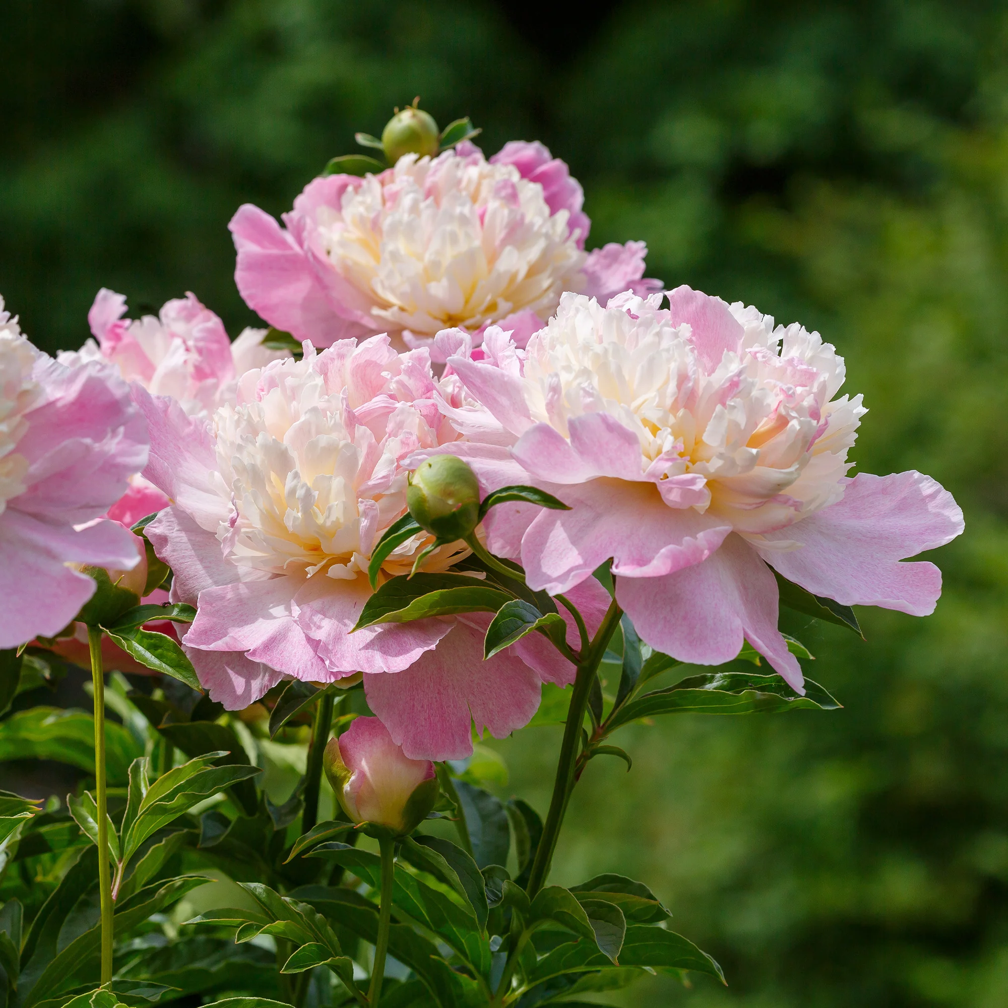 Pivoine Raspberry Sundae - Image 2