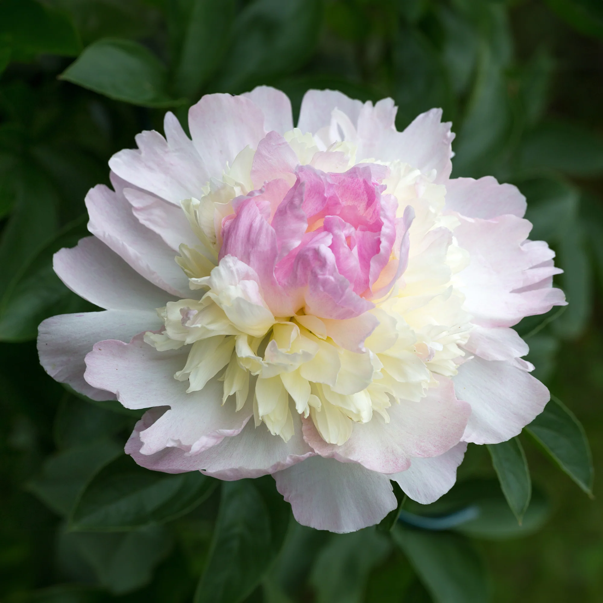 Pivoine Raspberry Sundae - Image 3