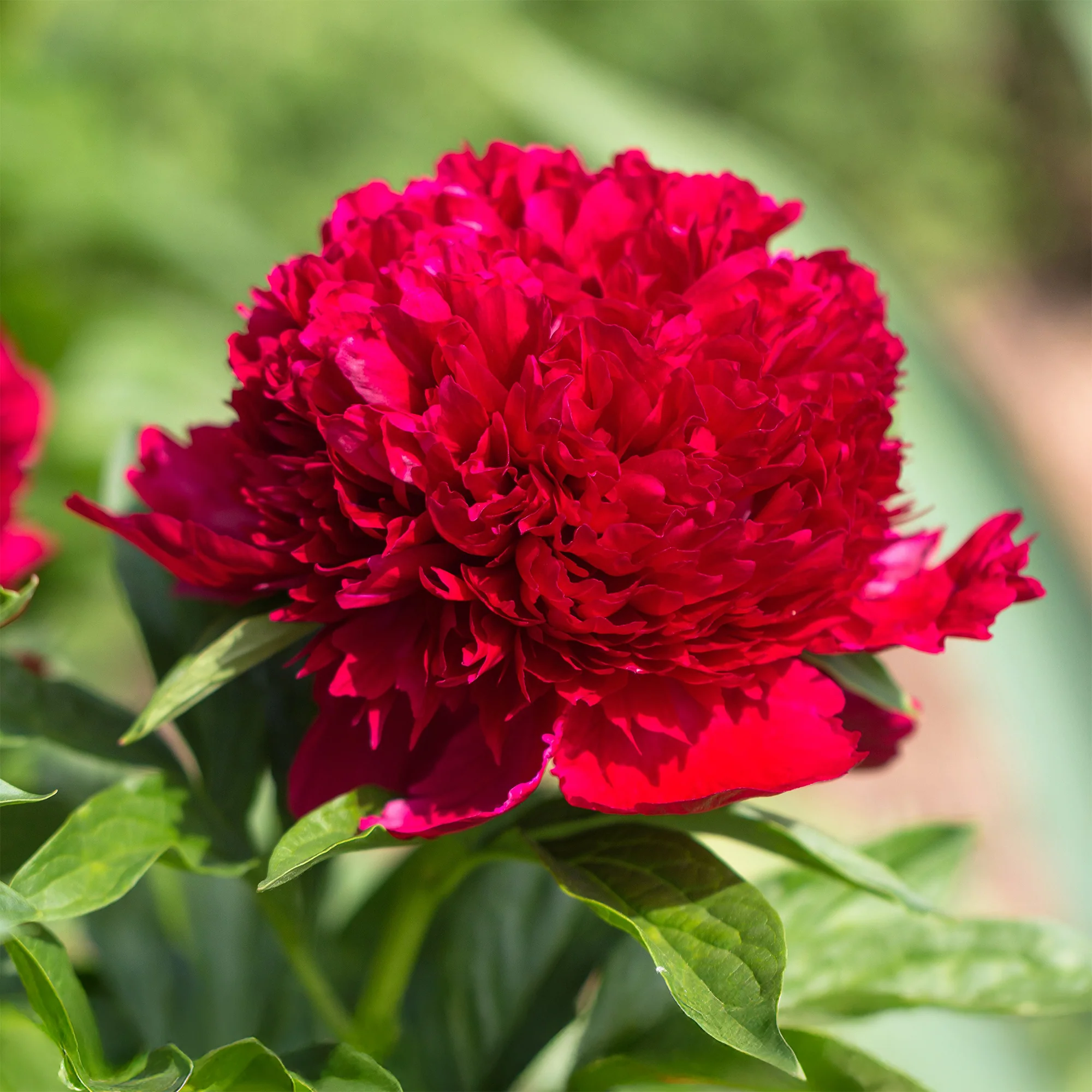 Pivoine Red Charm - Image 2