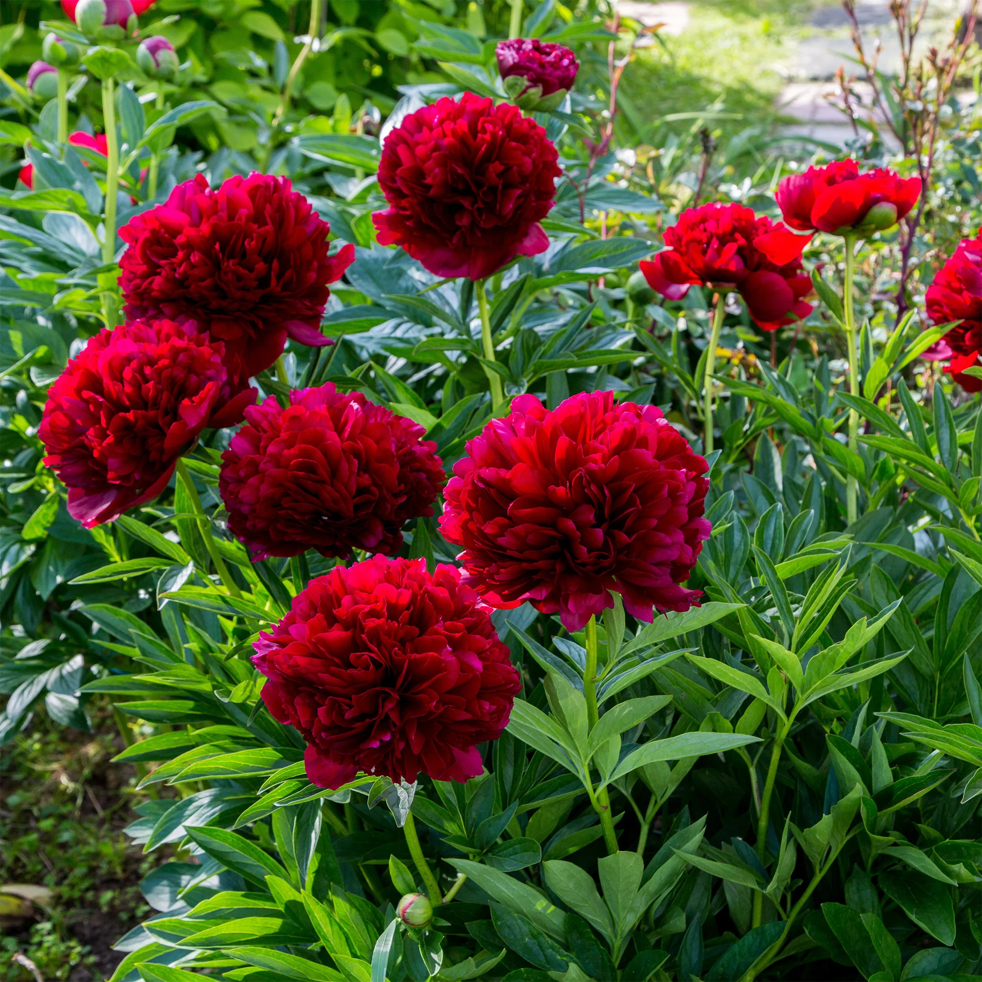 Pivoine Red Charm - Image 3