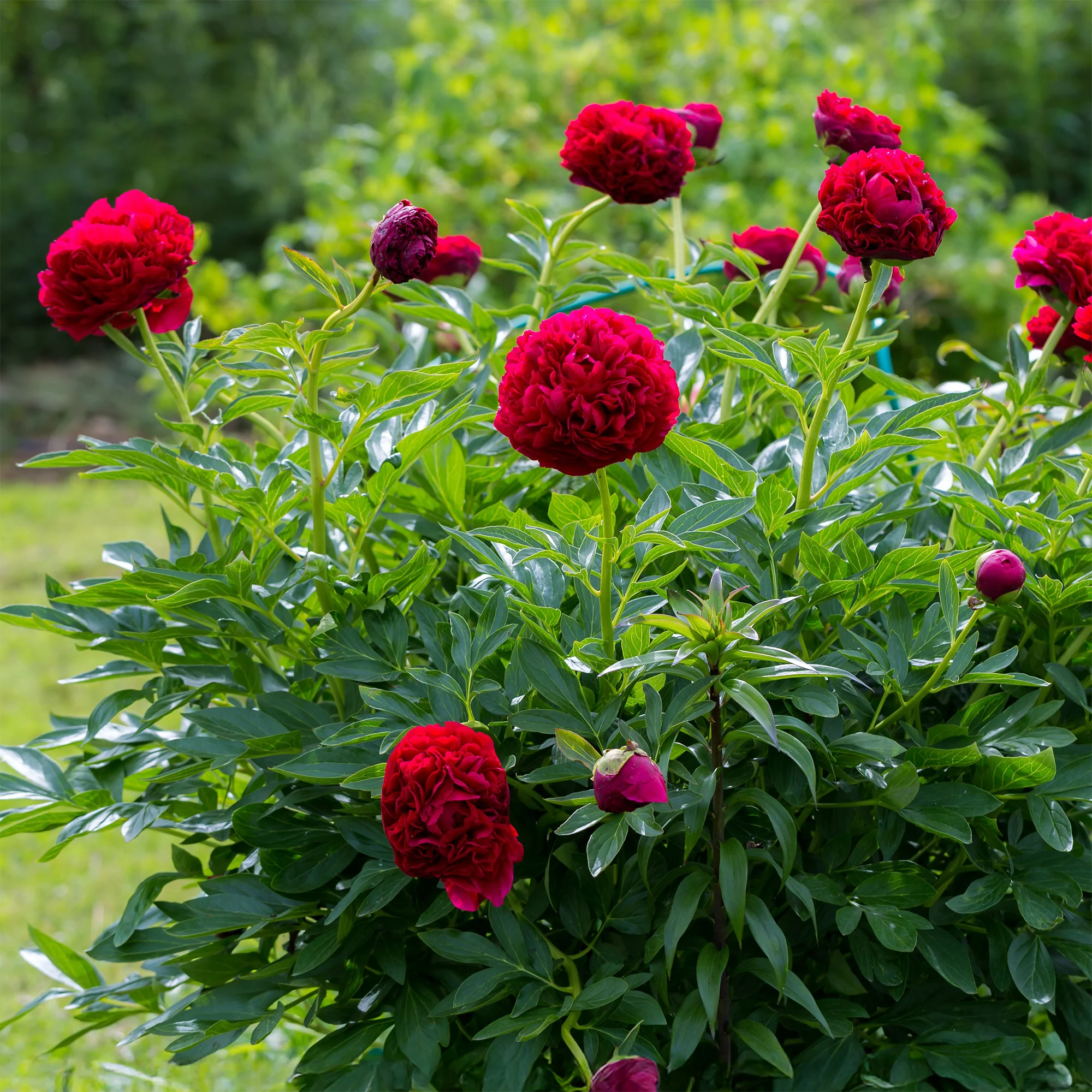 Pivoine Red Charm - Image 4