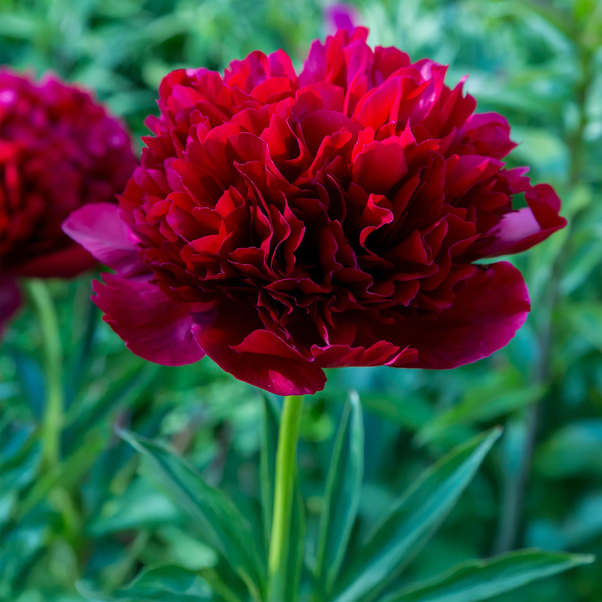 Pivoine Red Charm - Image 5