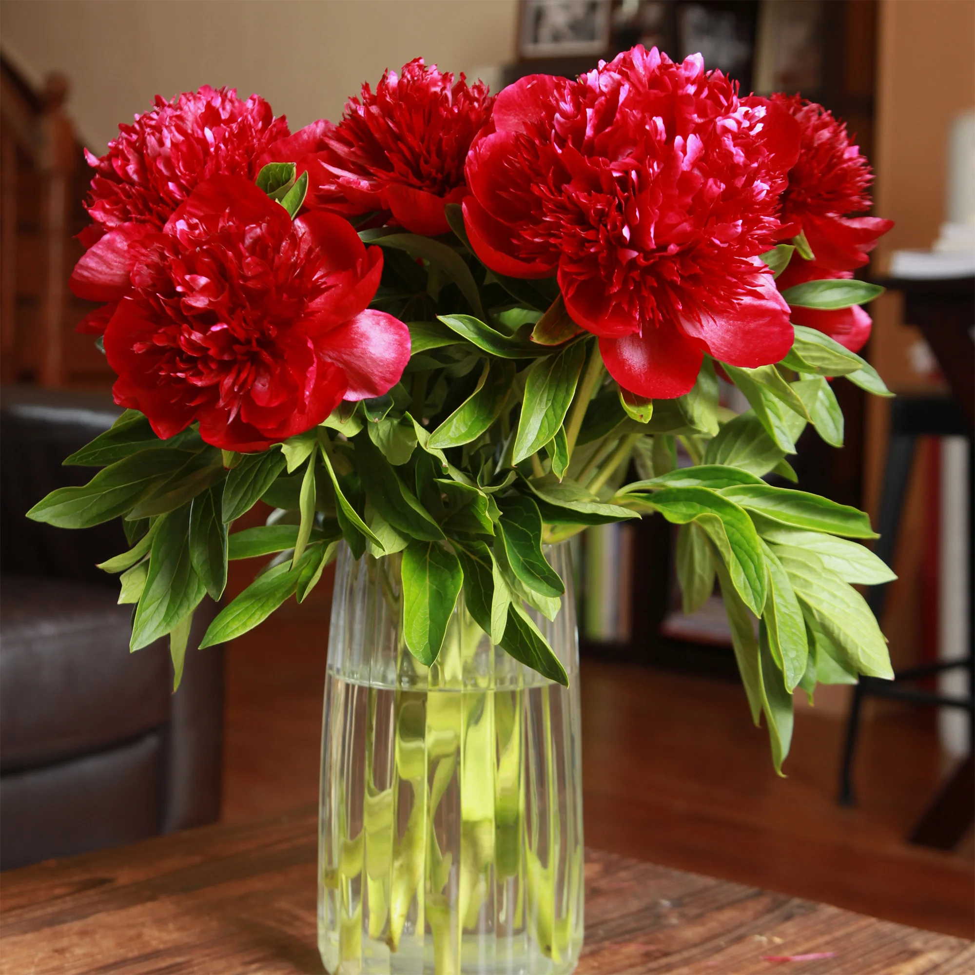 Pivoine Red Charm - Image 6