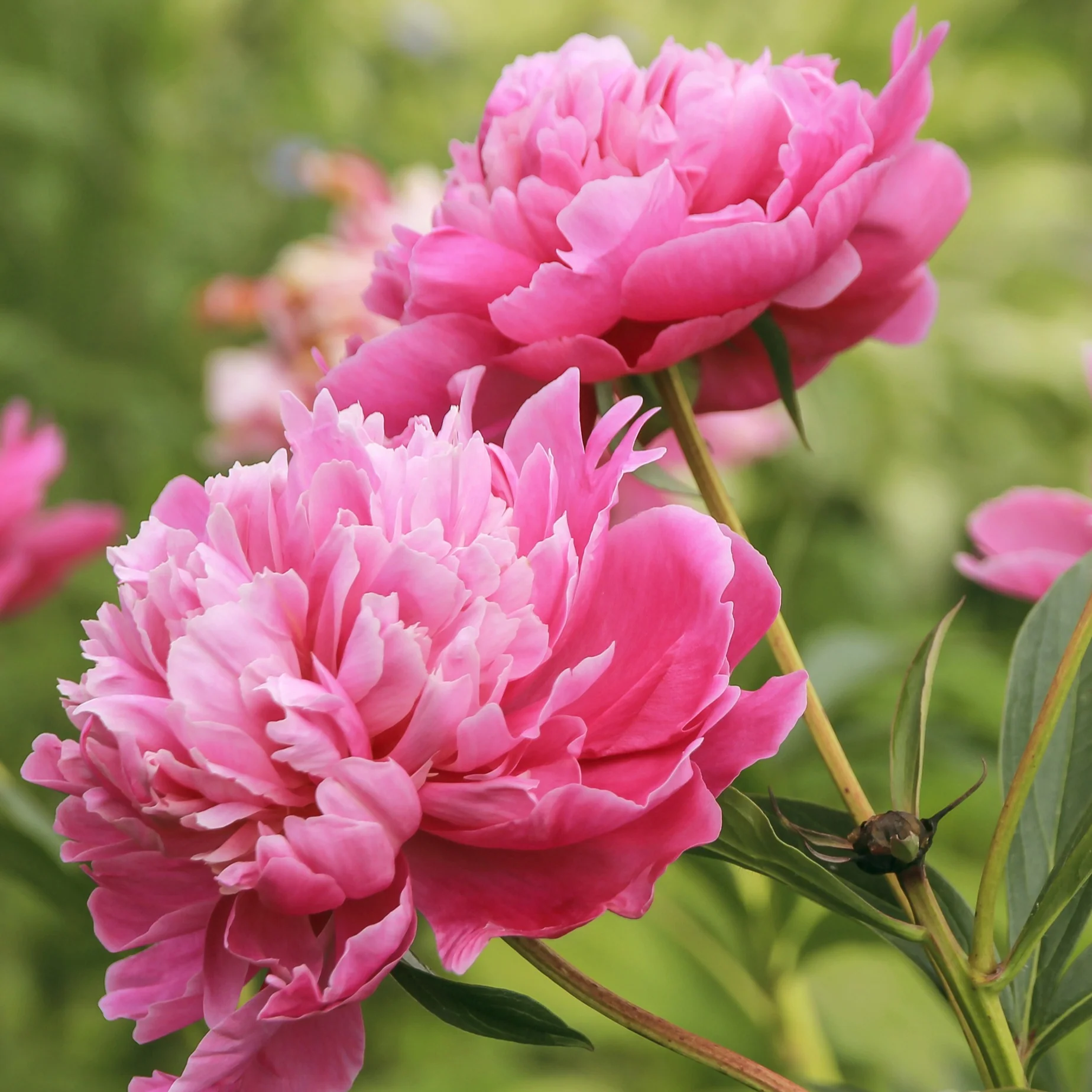 Pivoine rose