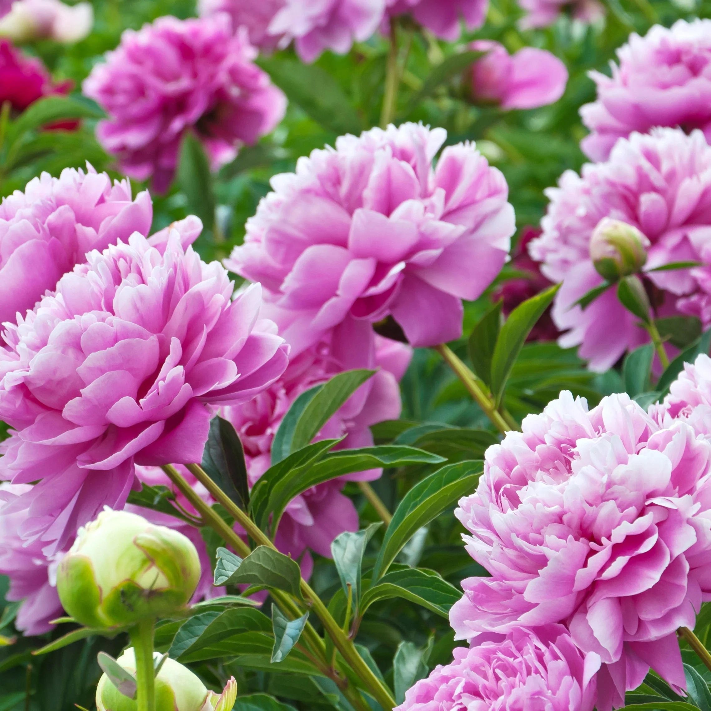 Pivoine rose - Image 2