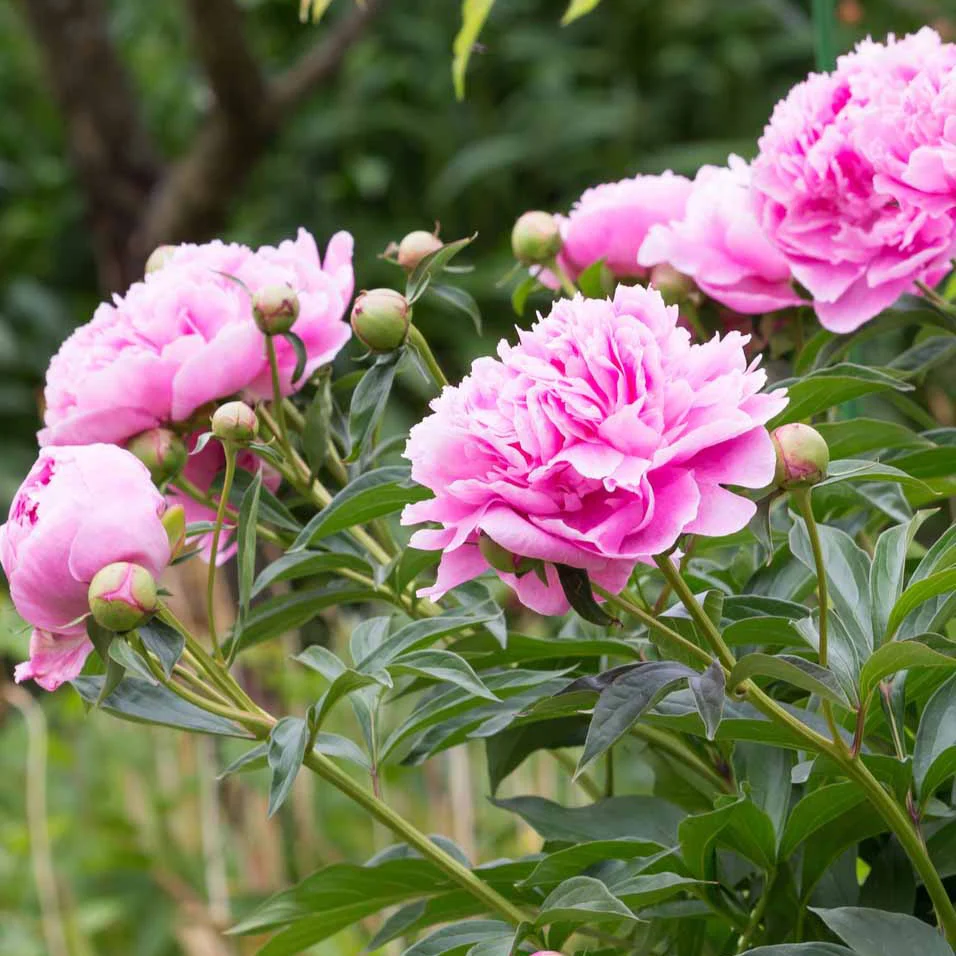 Pivoine rose - Image 3