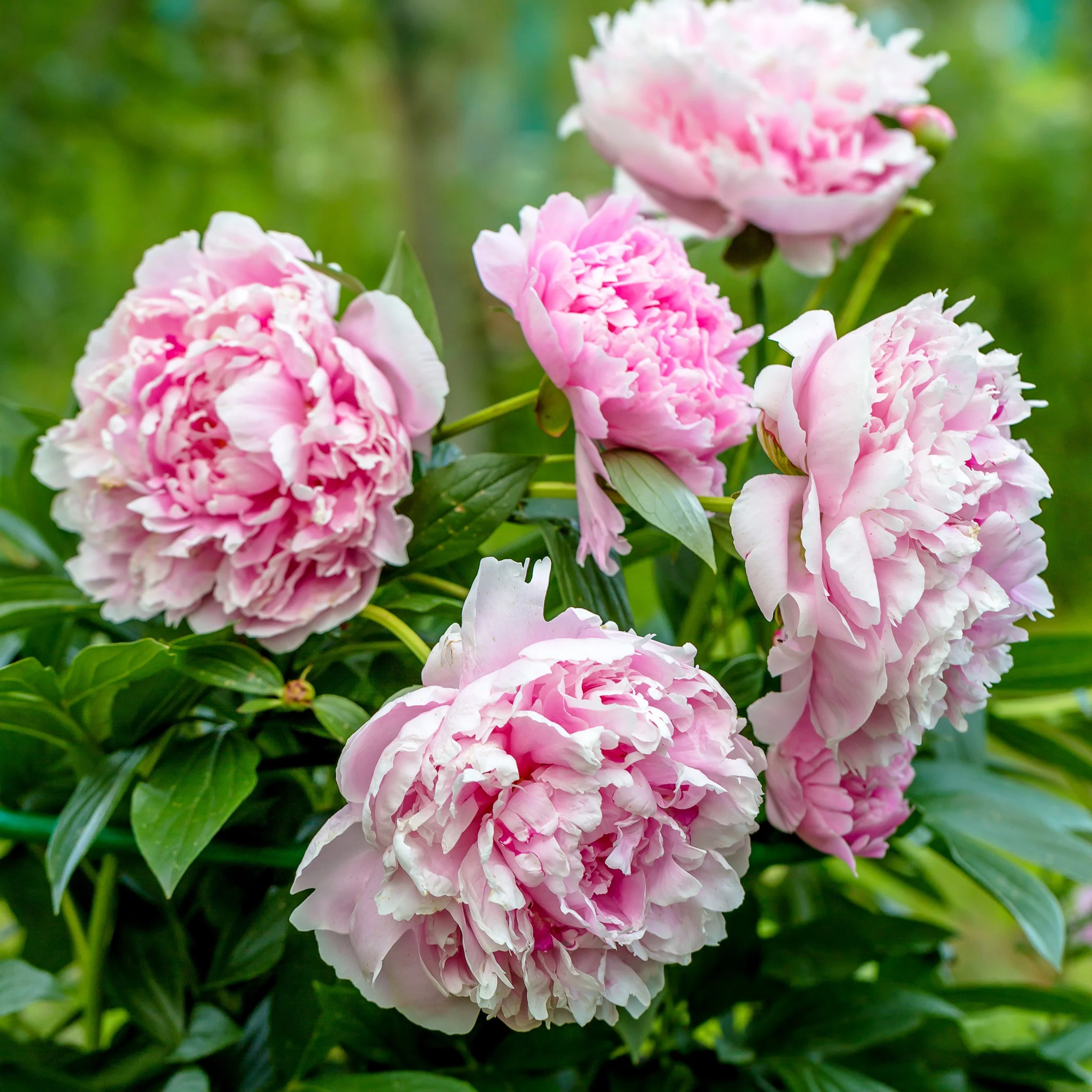 Pivoine 'Sarah Bernhardt'