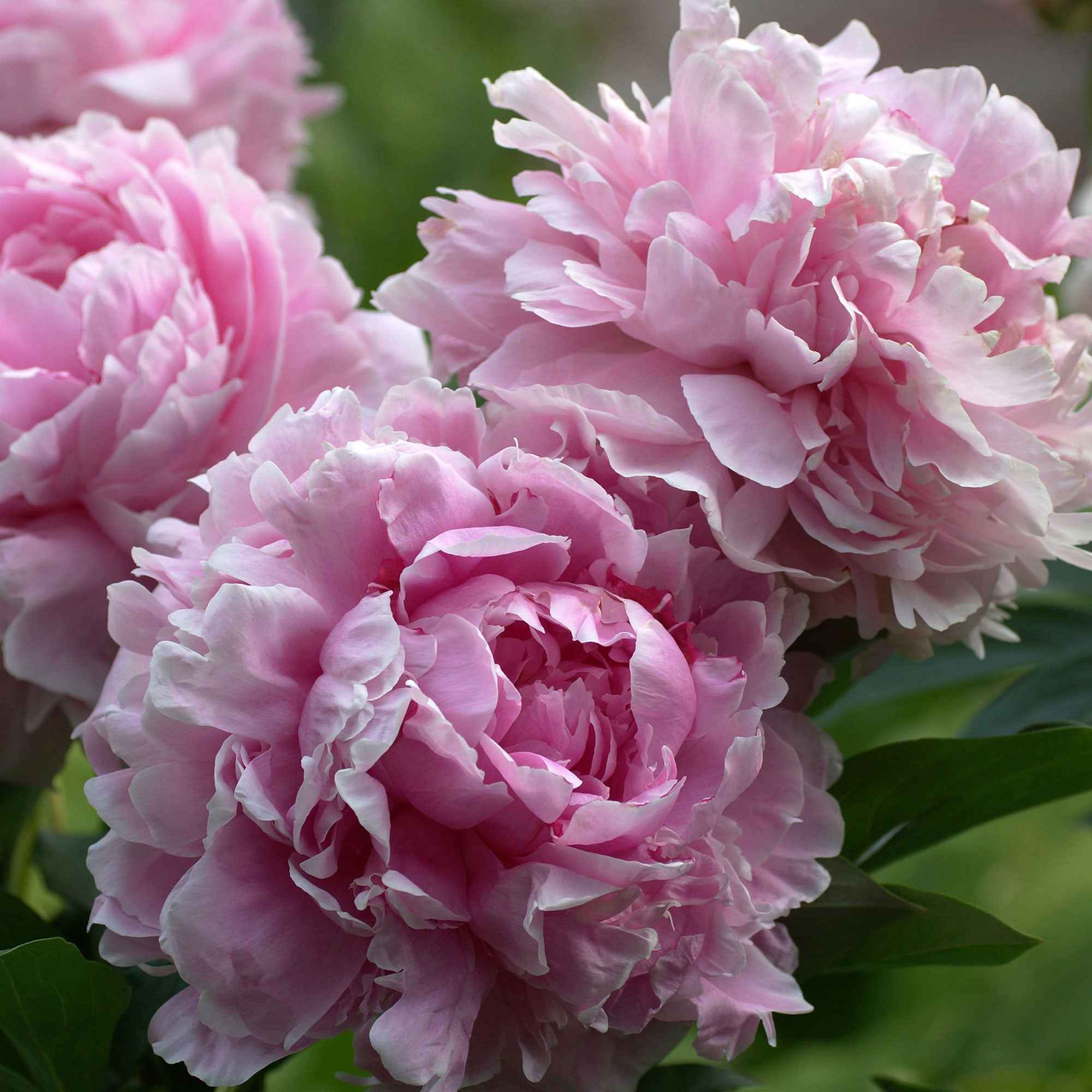 Pivoine 'Sarah Bernhardt' - Image 2