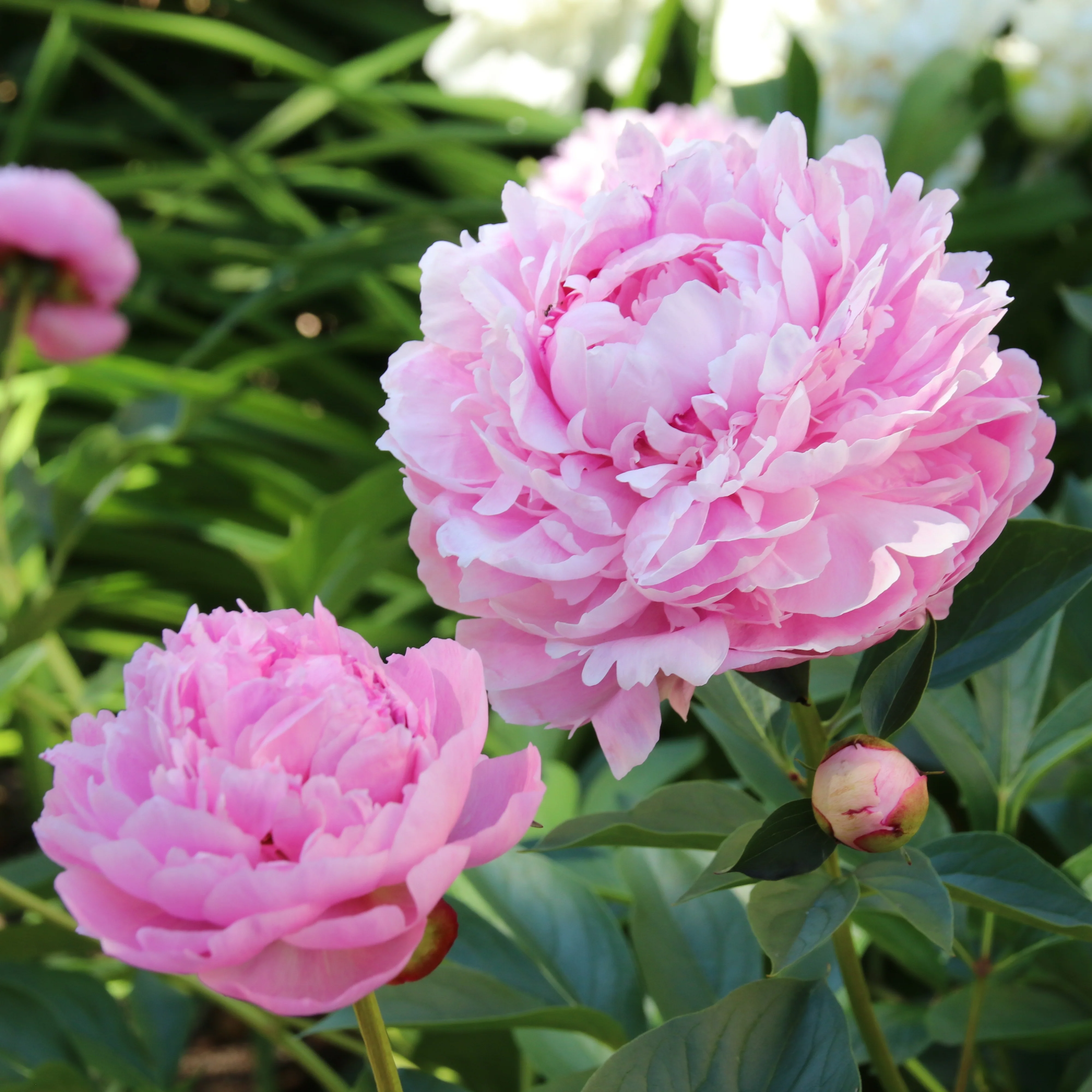 Pivoine 'Sarah Bernhardt' - Image 3