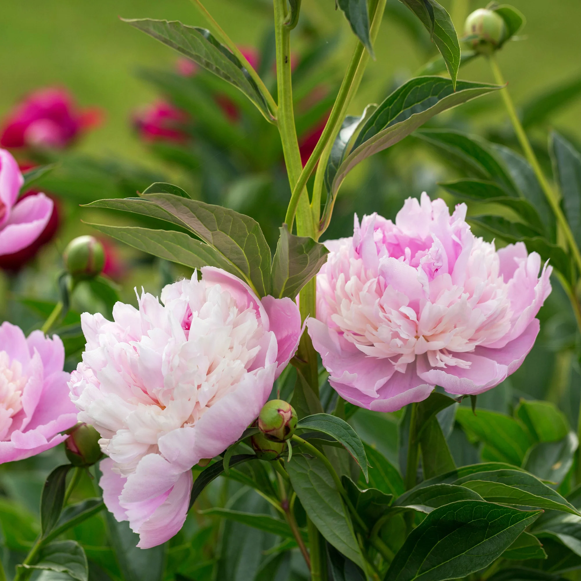 Pivoine 'Sorbet' - Image 3