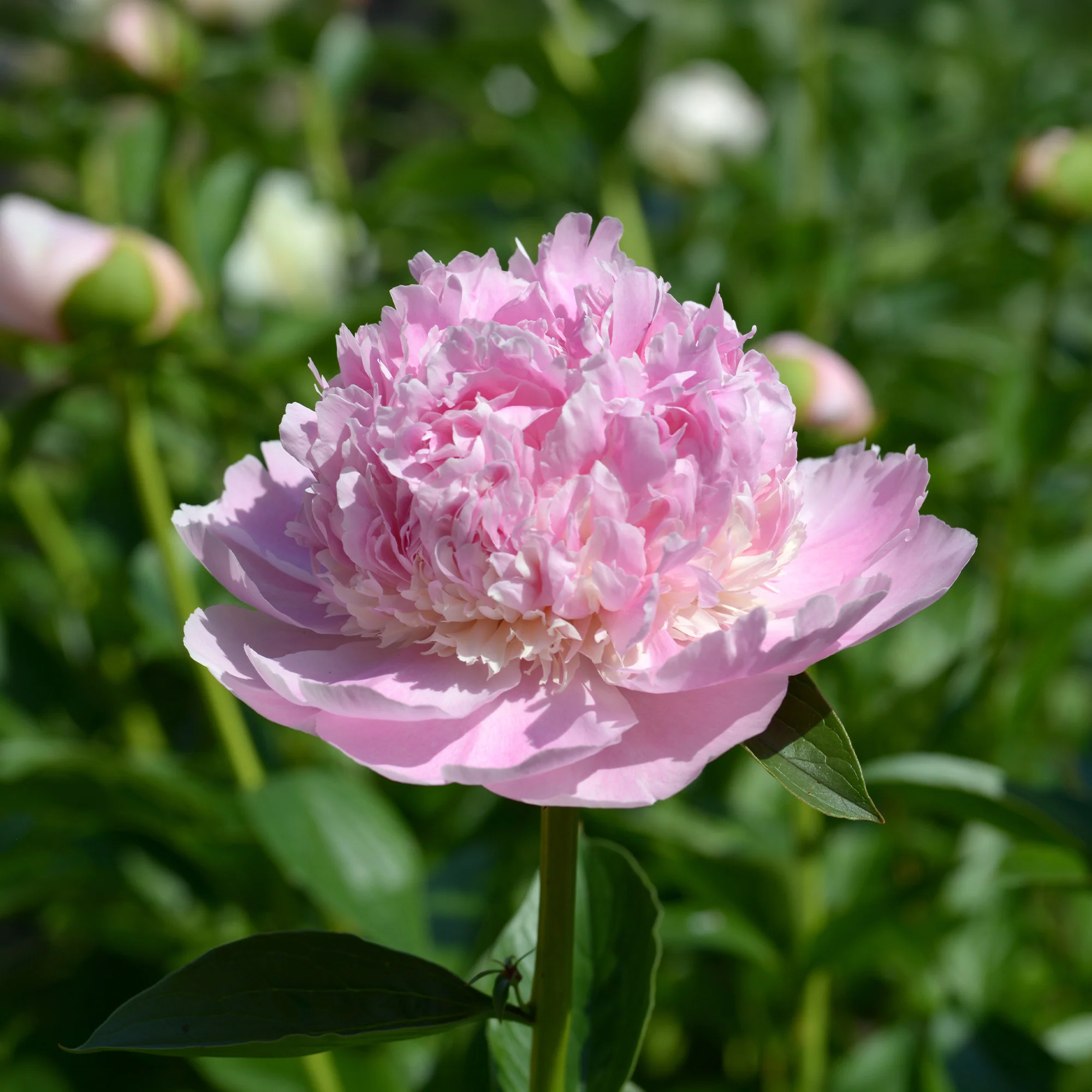 Pivoine 'Sorbet' - Image 4
