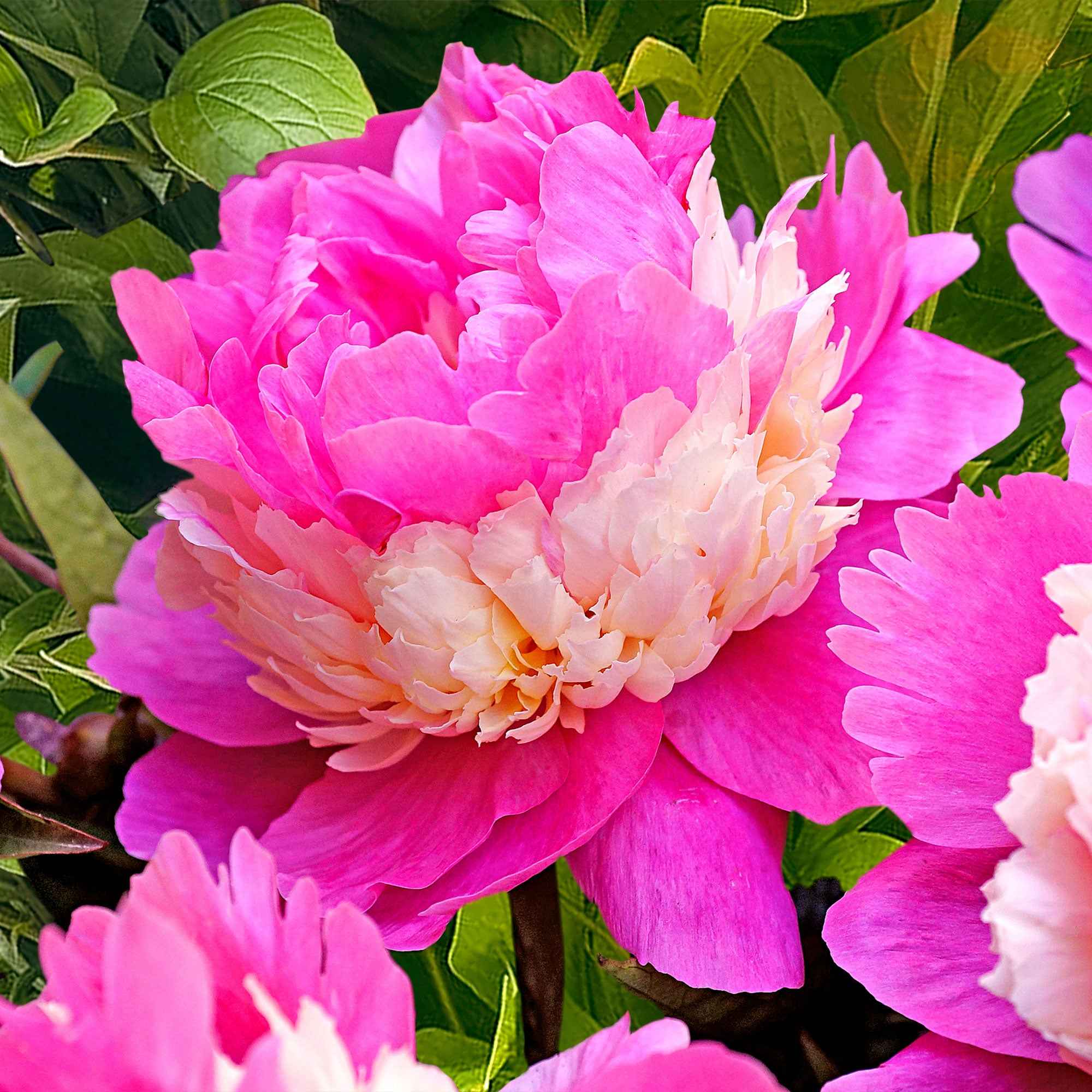 Pivoine 'Sorbet' - Image 5