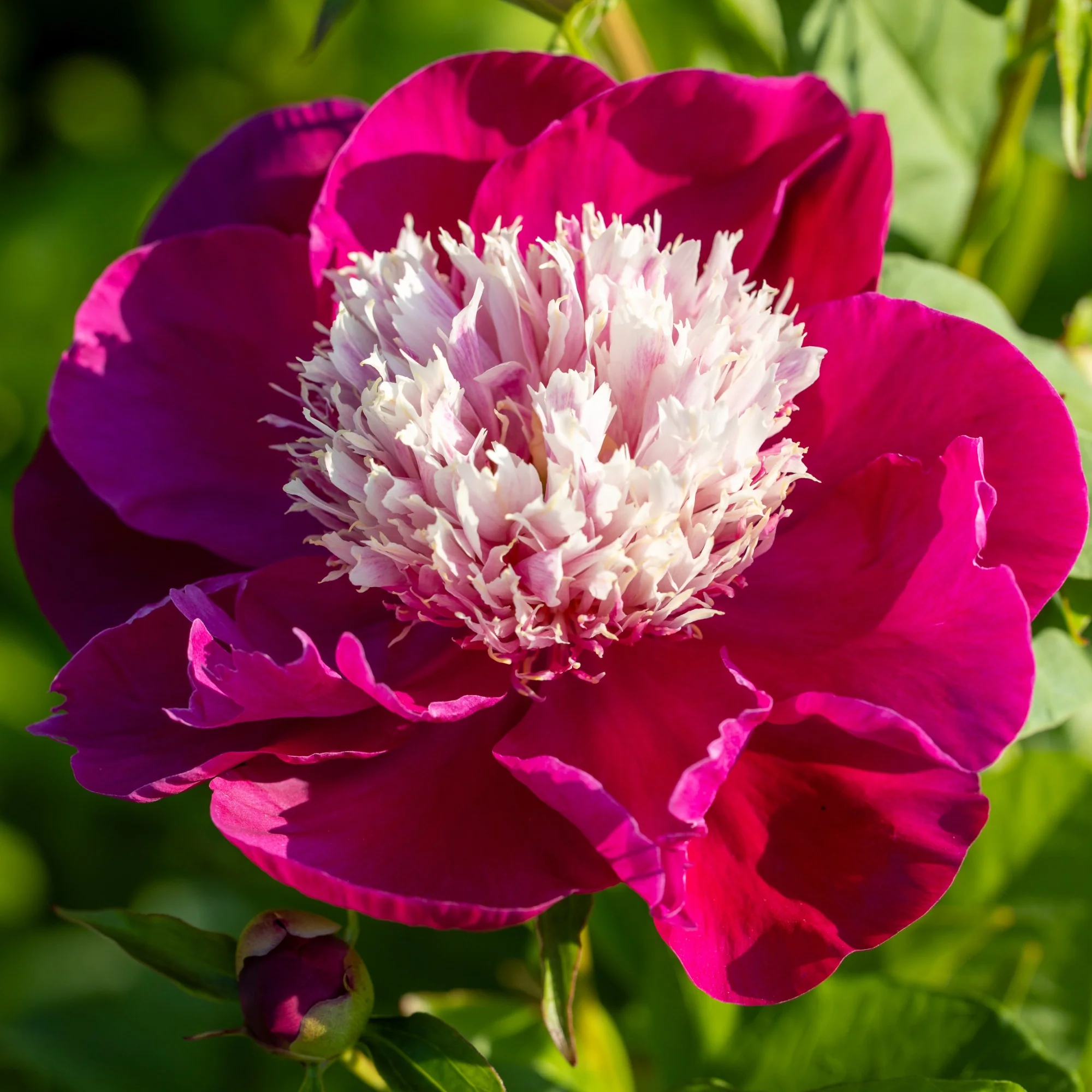Pivoine White Cap - Image 2